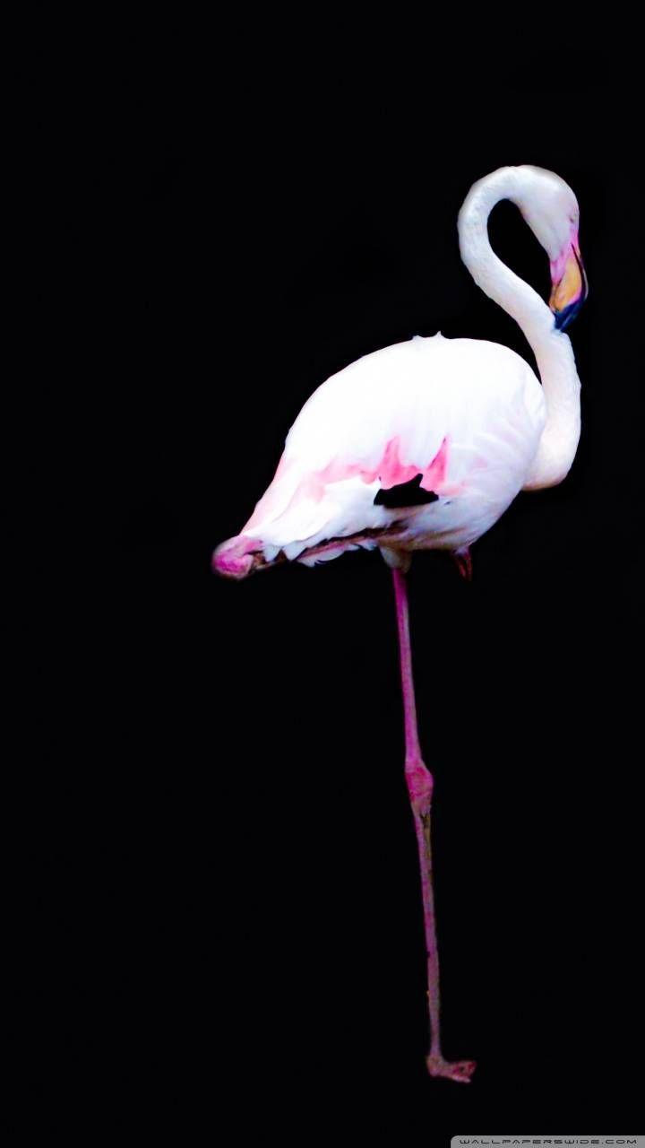 720x1280 Download Flamingo Wallpaper by 712Cathy now. Browse millions of popular cute Wallpaper and R. Flamingo wallpaper, Flamingo, Cute wallpaper