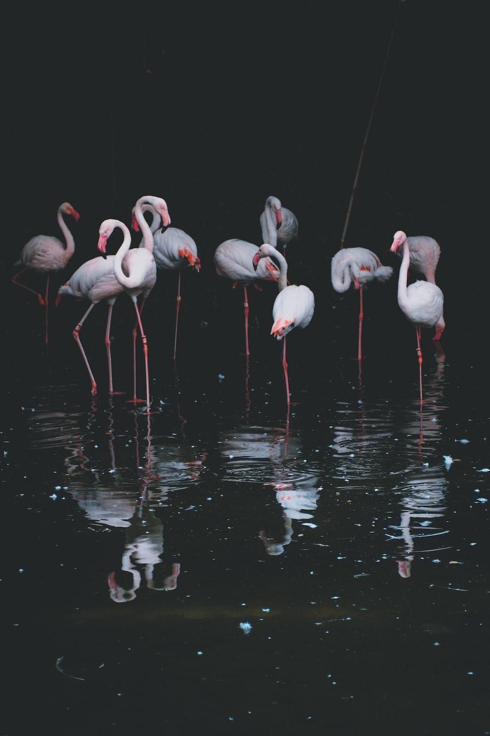 1000x1500 flock of flamingos photo
