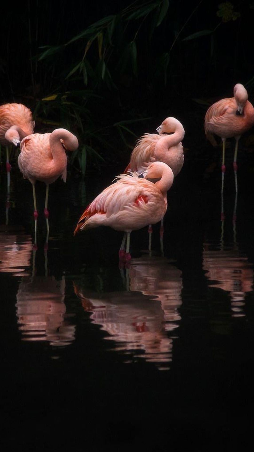 1080x1920 Flamingo Wallpaper Flamingo Background Download
