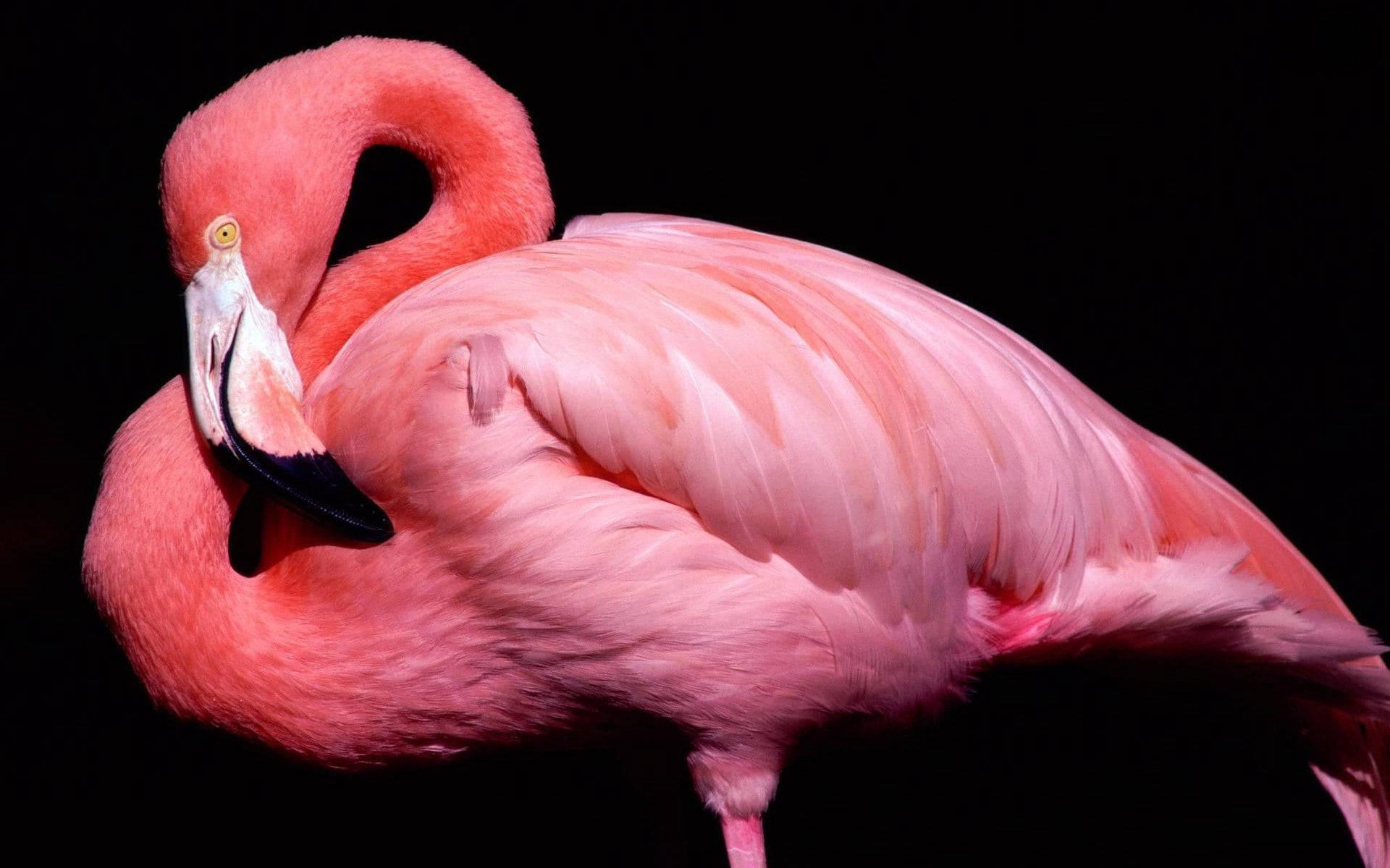 1920x1200 Download Black And Pink Aesthetic Flamingo Animal Wallpaper