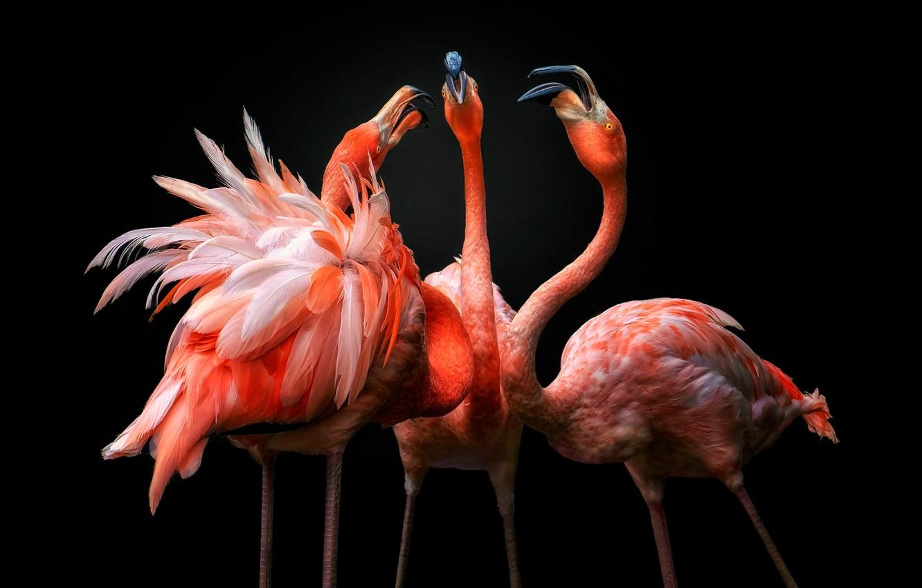 1332x850 Wallpaper birds, dance, black background, trio, Flamingo, pink flamingos, three birds, look up image for desktop, section животные