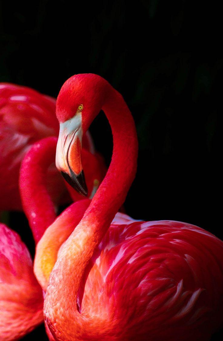 736x1123 iPhone Wallpaper Flamingo with Black color. Flamingo picture, Flamingo, Flamingo art print