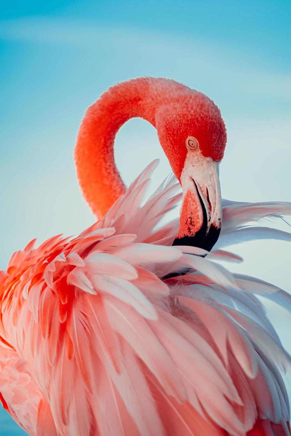 1000x1500 Flamingo Wallpaper: Free HD Download [HQ]