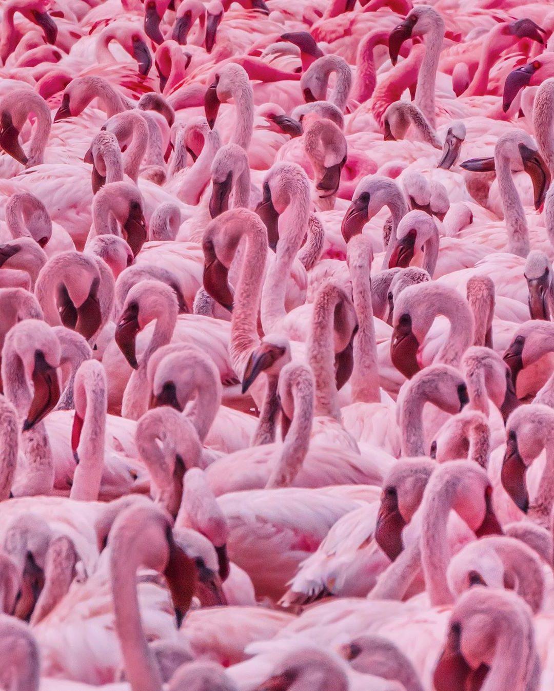 1080x1346 Beautiful 4K Ultra HD Flamingo Wallpaper Background for iPhone