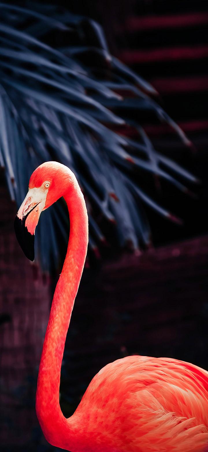 720x1560 Aesthetic Dark Pink Flamingo 4K Wallpaper