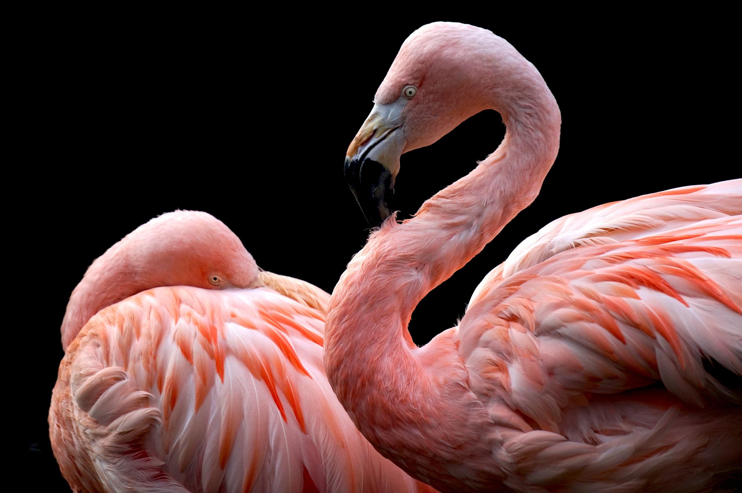 2560x1704 Wallpaper / animals, flamingos, birds, black background free download
