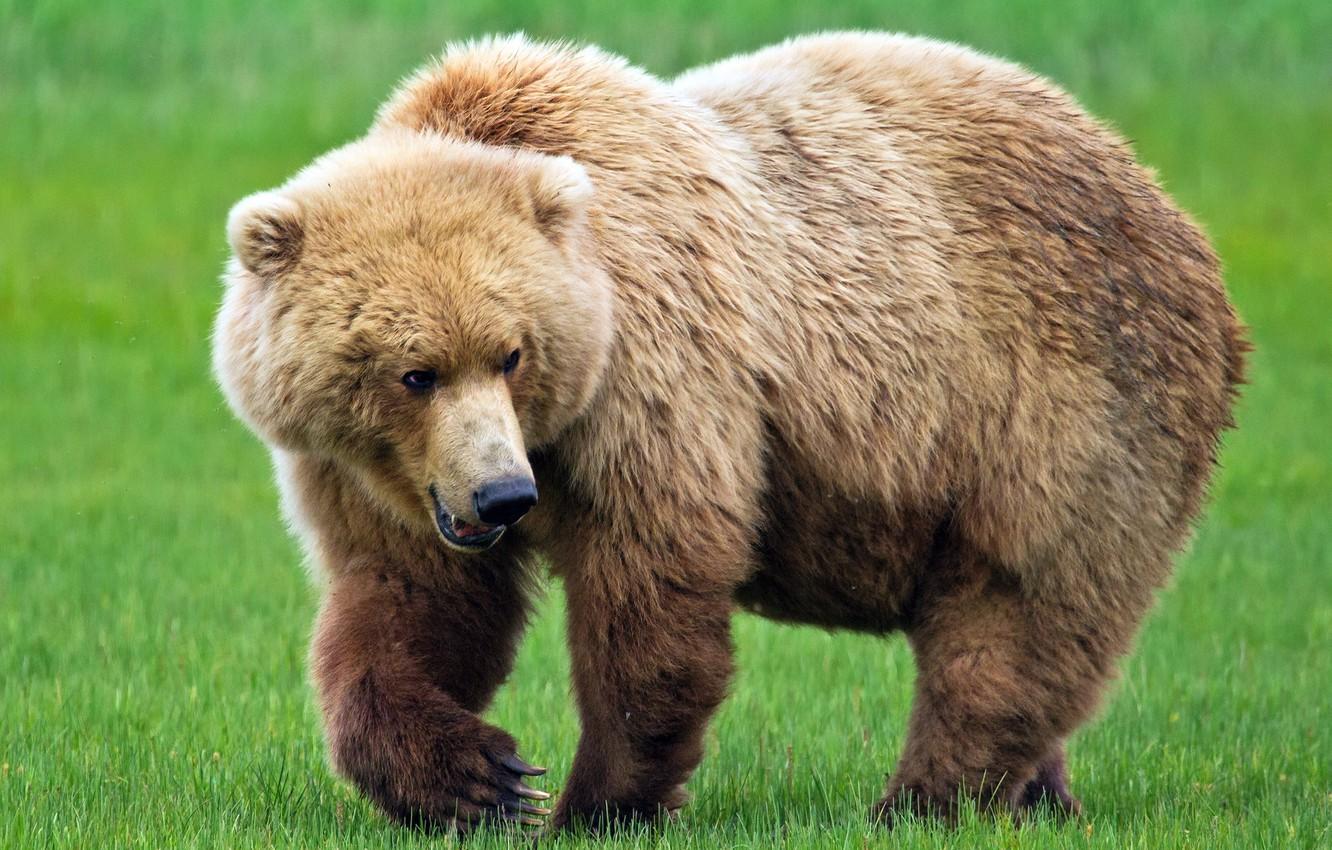 1332x850 Wallpaper large, bear, brown bear, Bruin, the symbol of Russia image for desktop, section животные