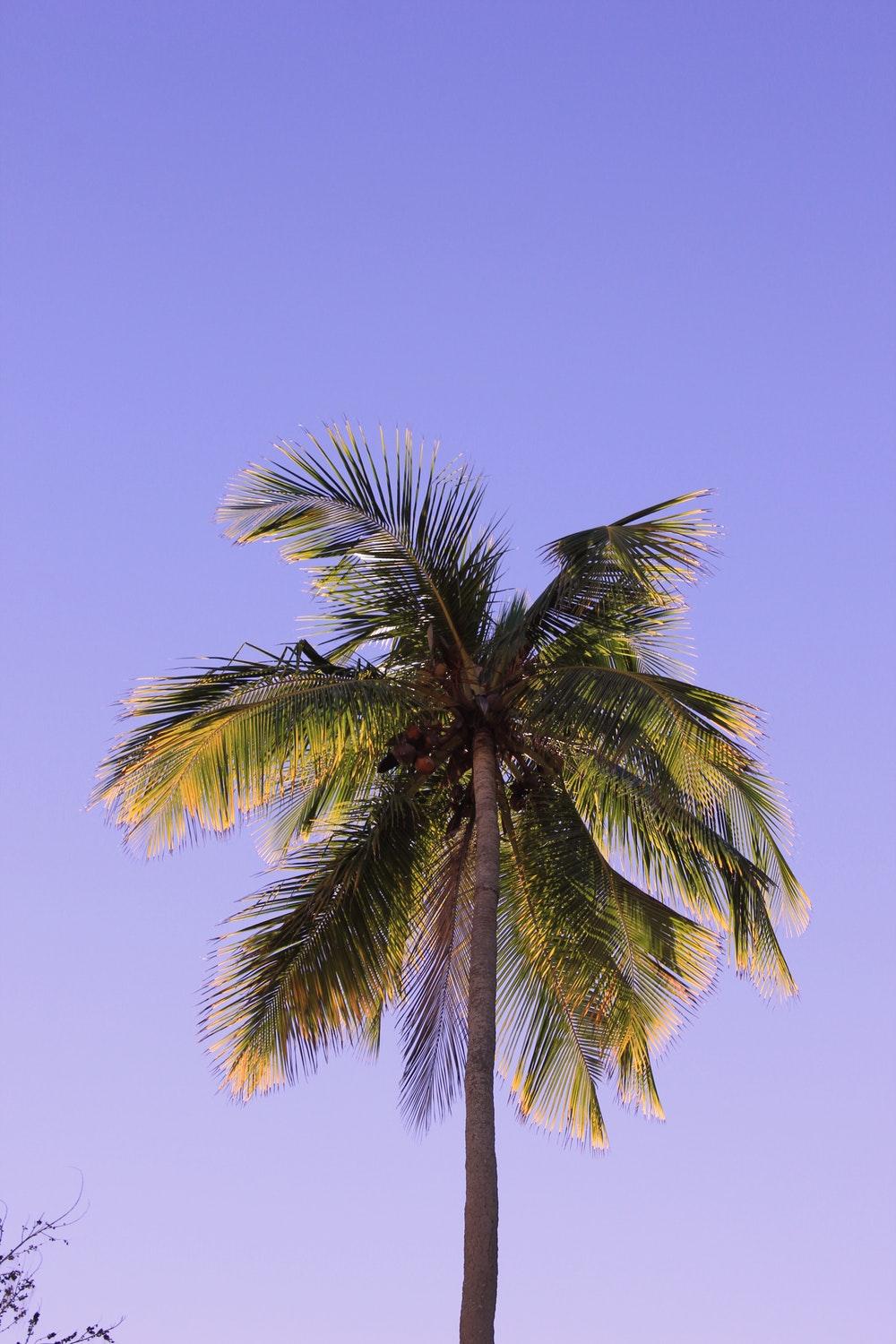 30000 Coconut Beach Pictures  Download Free Images on Unsplash