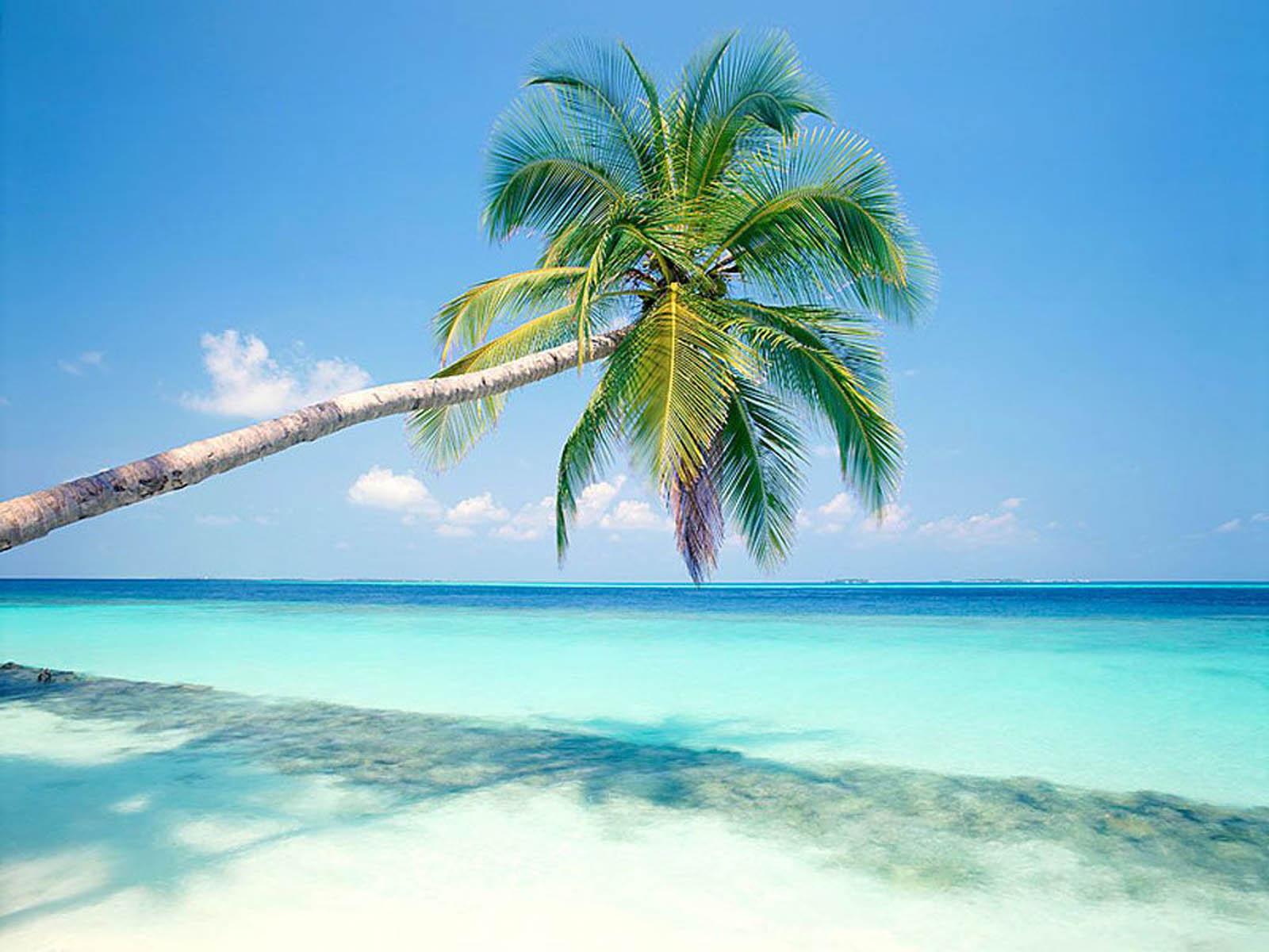 1600x1200 art picture: Palm Trees Wallpaper