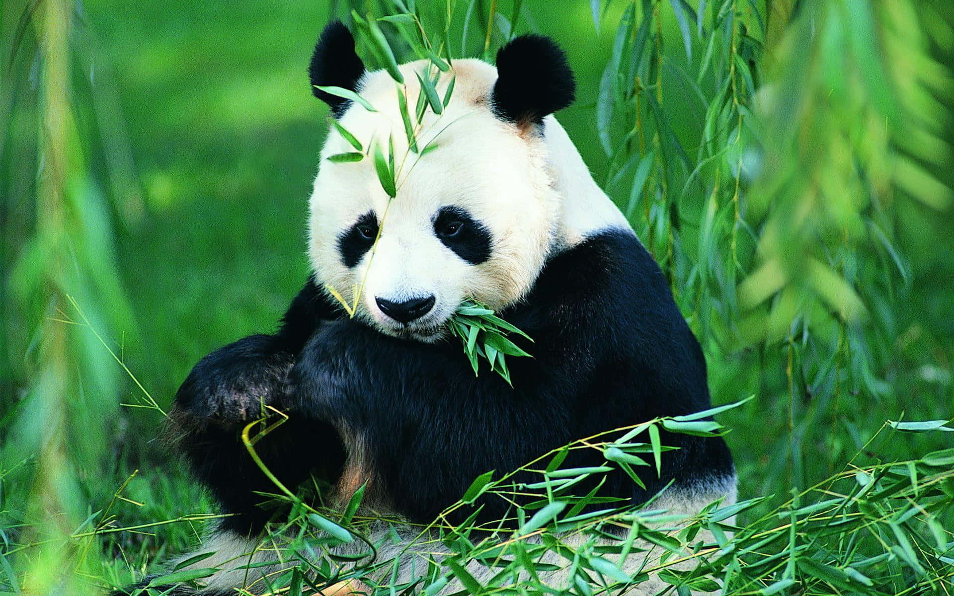 1920x1200 Free Giant Panda Wallpaper Downloads, Giant Panda Wallpaper for FREE
