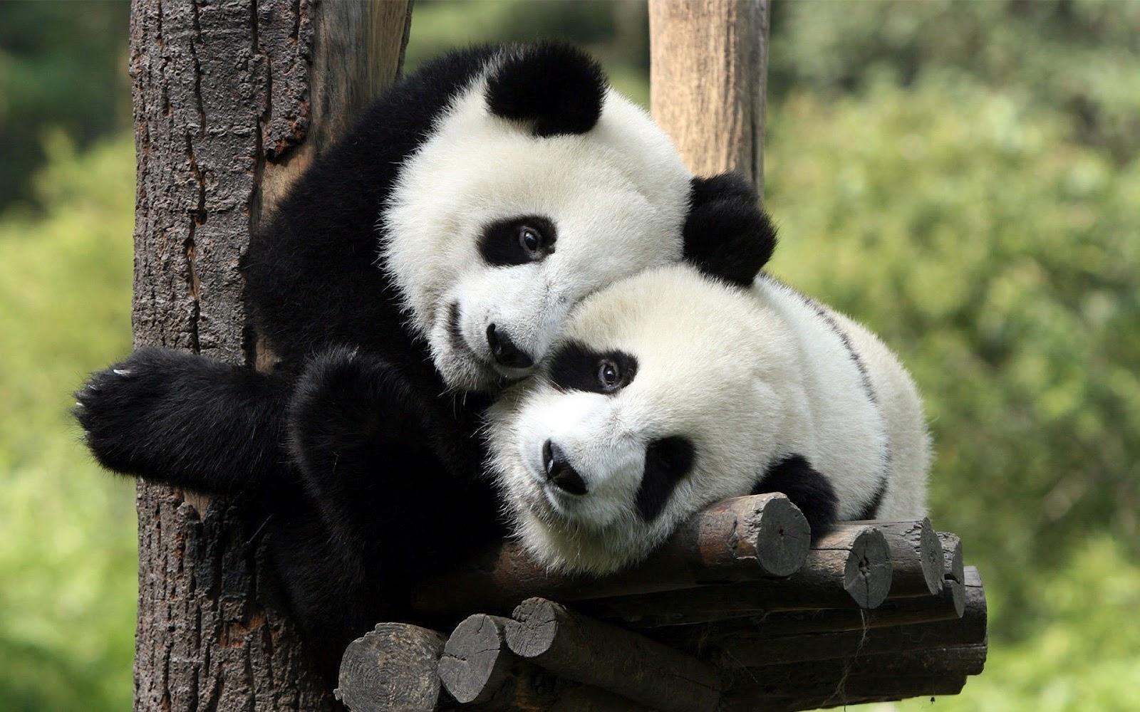 1600x1000 Panda Bear Wallpaper