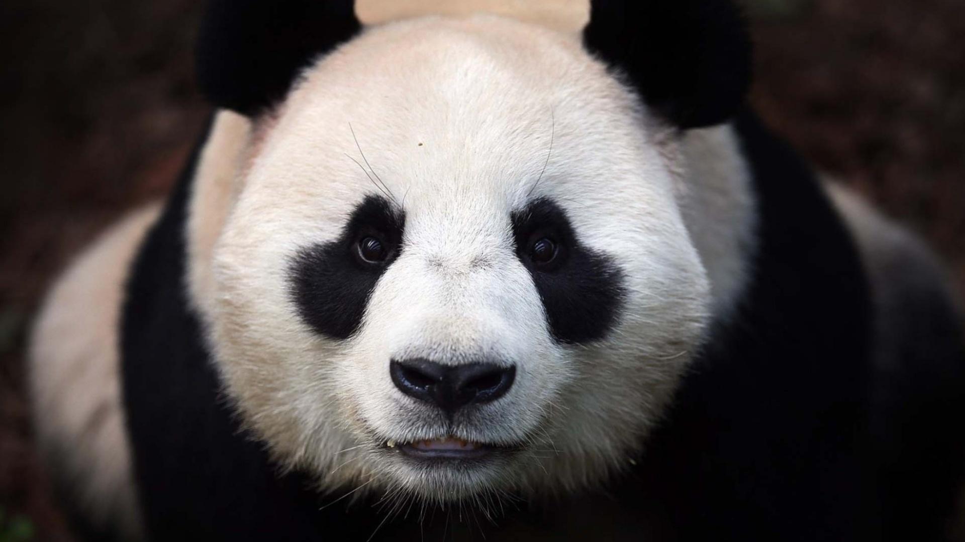 1920x1080 Panda Wallpaper Picture HD Image Free Photo 4K APK pour Android Télécharger