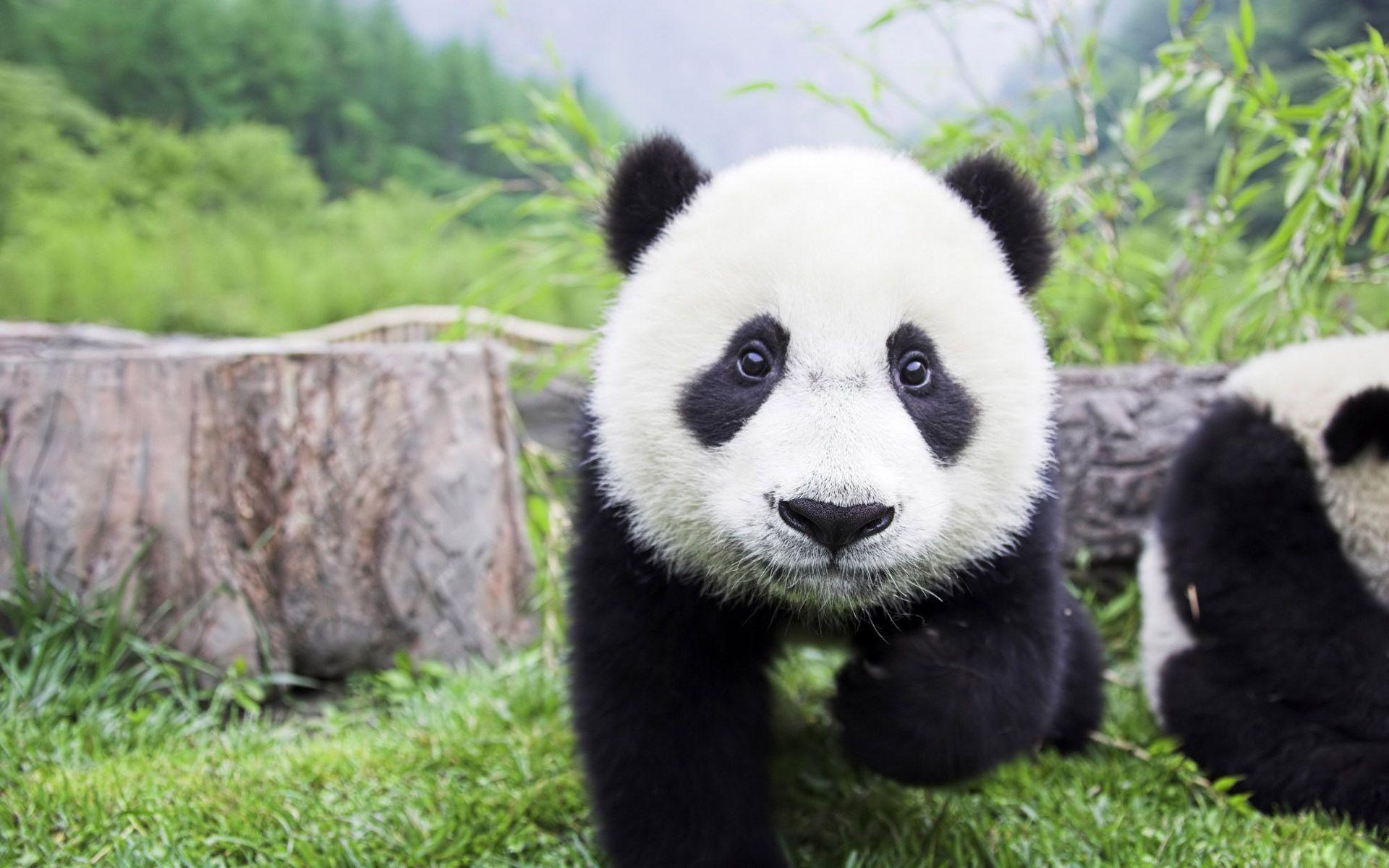 1920x1200 Baby Panda Wallpaper