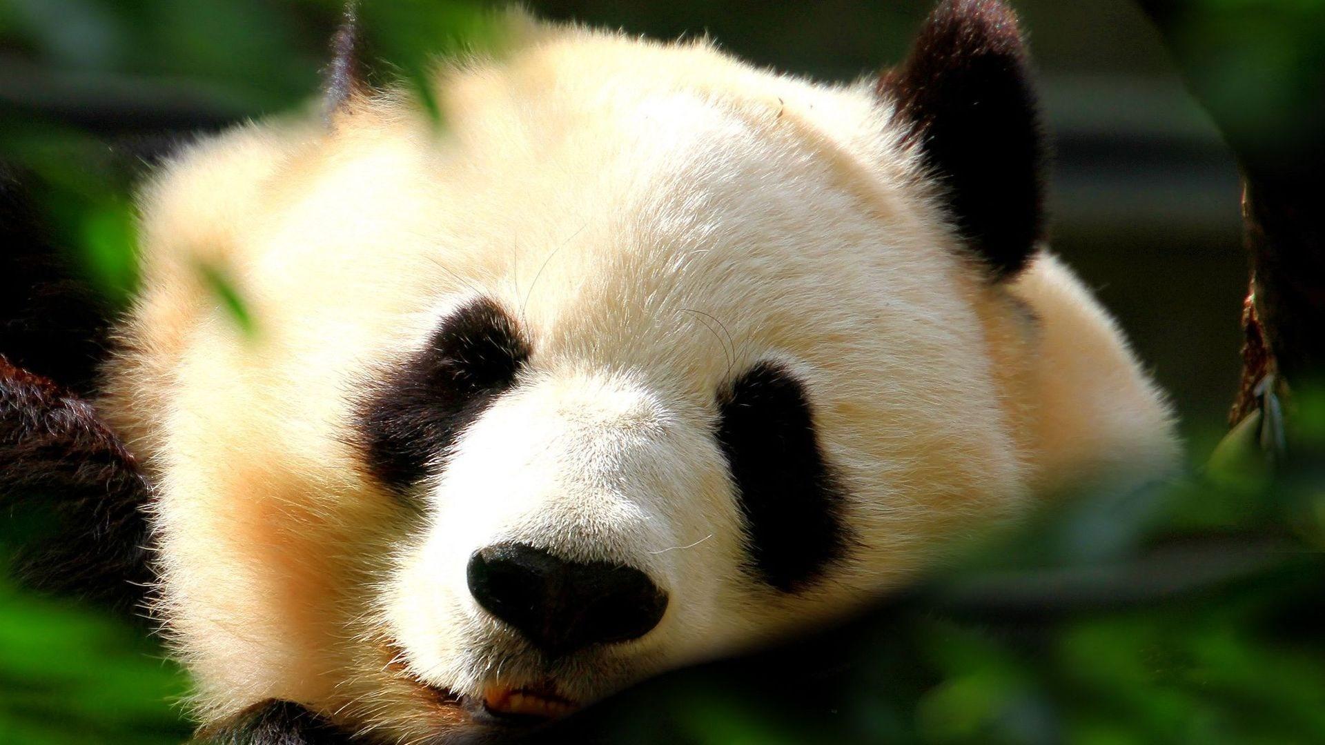 1920x1080 Beautiful Panda