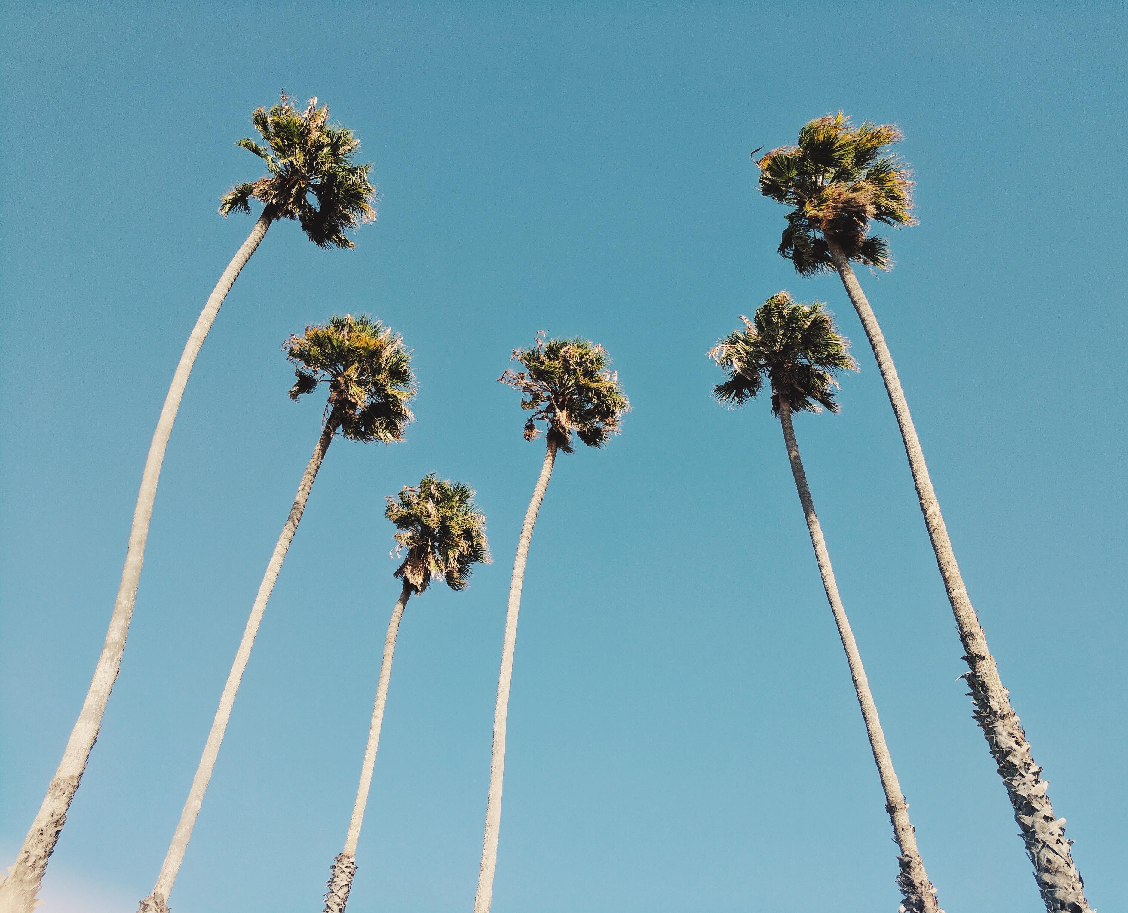 3752x3036 Wallpaper of the Week Palm Trees