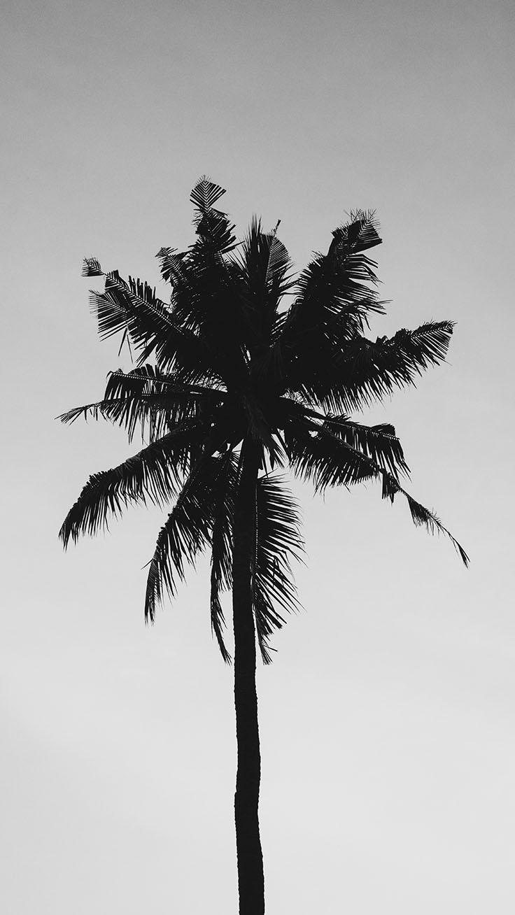 736x1308 Let's go Coconuts! Enjoy 10 Tropical iPhone Wallpaper!