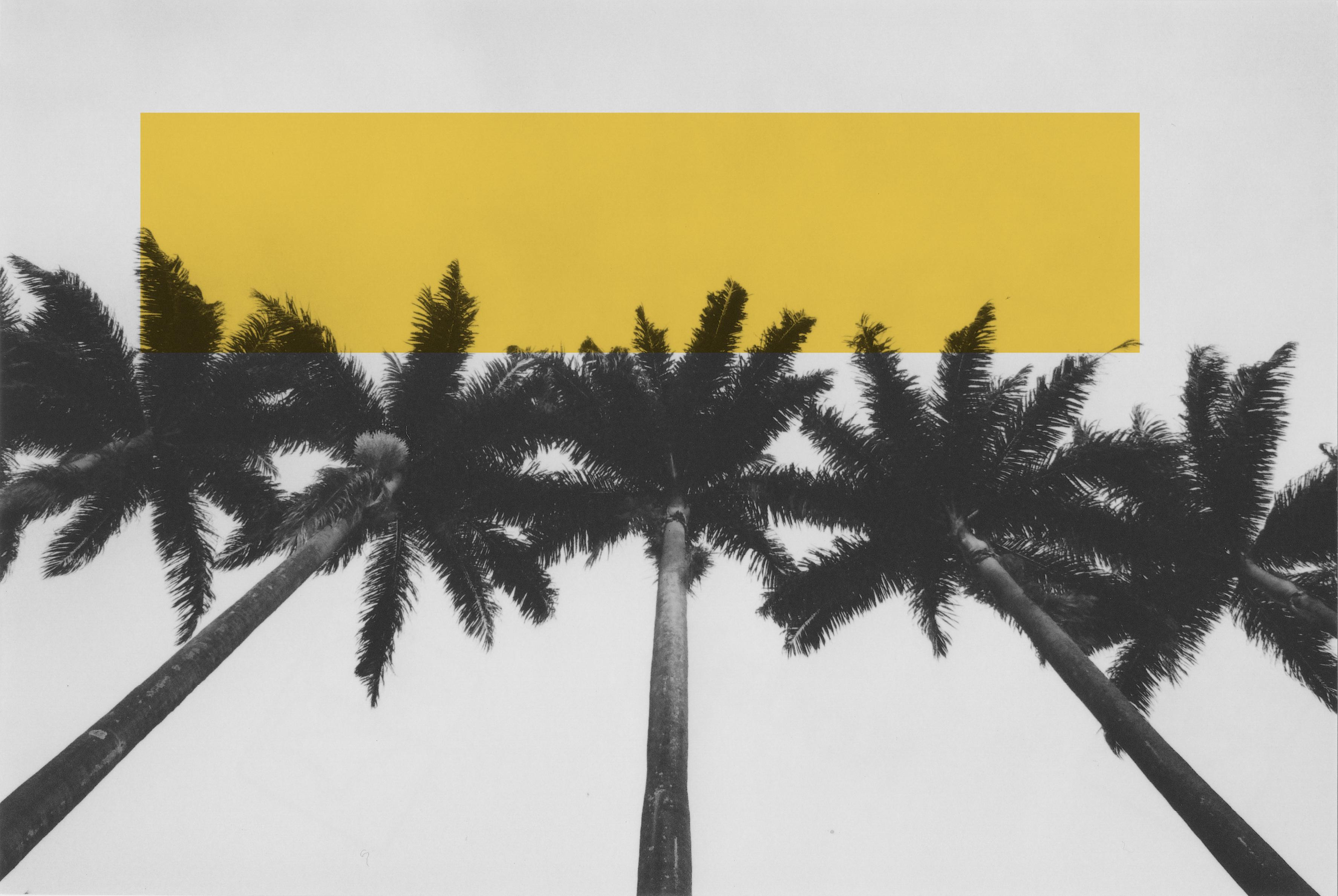3550x2379 CALI BOY: Colorsplash Palm Trees