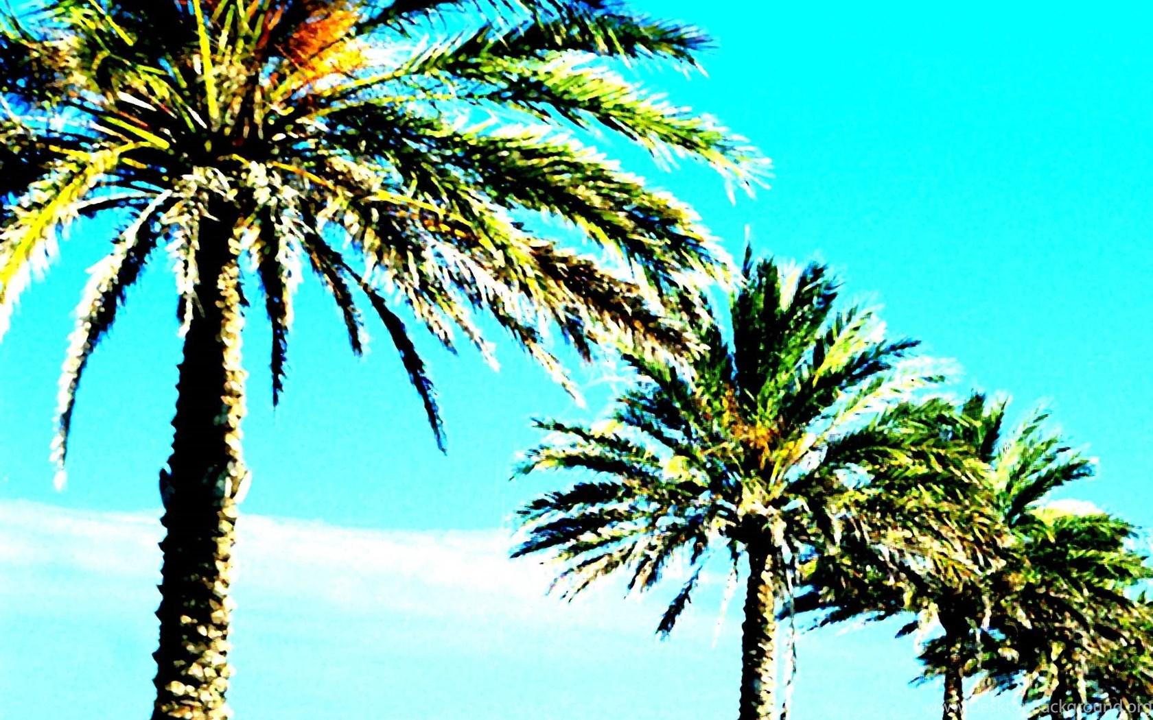 1680x1050 Palm Trees Wallpaper 1600x1200px Desktop Background