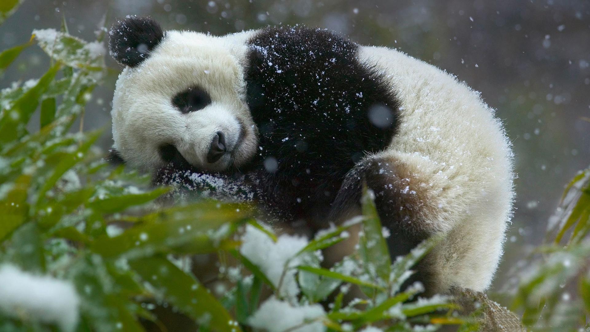 1920x1080 Sleeping Panda HQ Desktop Wallpaper 19507