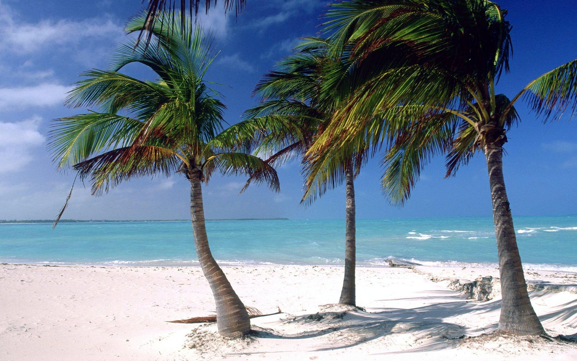1920x1200 Palm Tree Wallpaper 18 X 1200