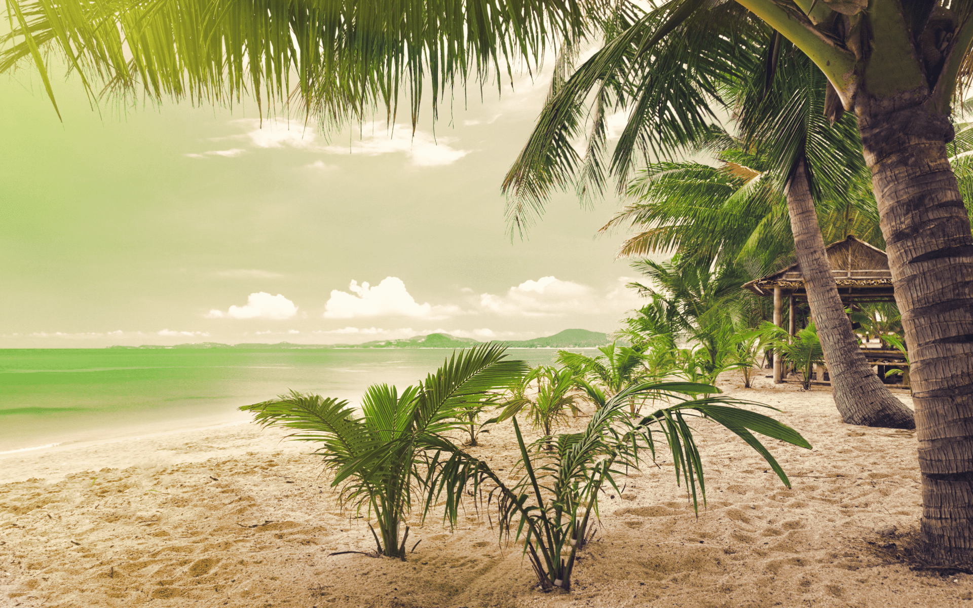 1920x1200 Download 1920x1200 Tropical Beach, Palm Trees Wallpaper for MacBook