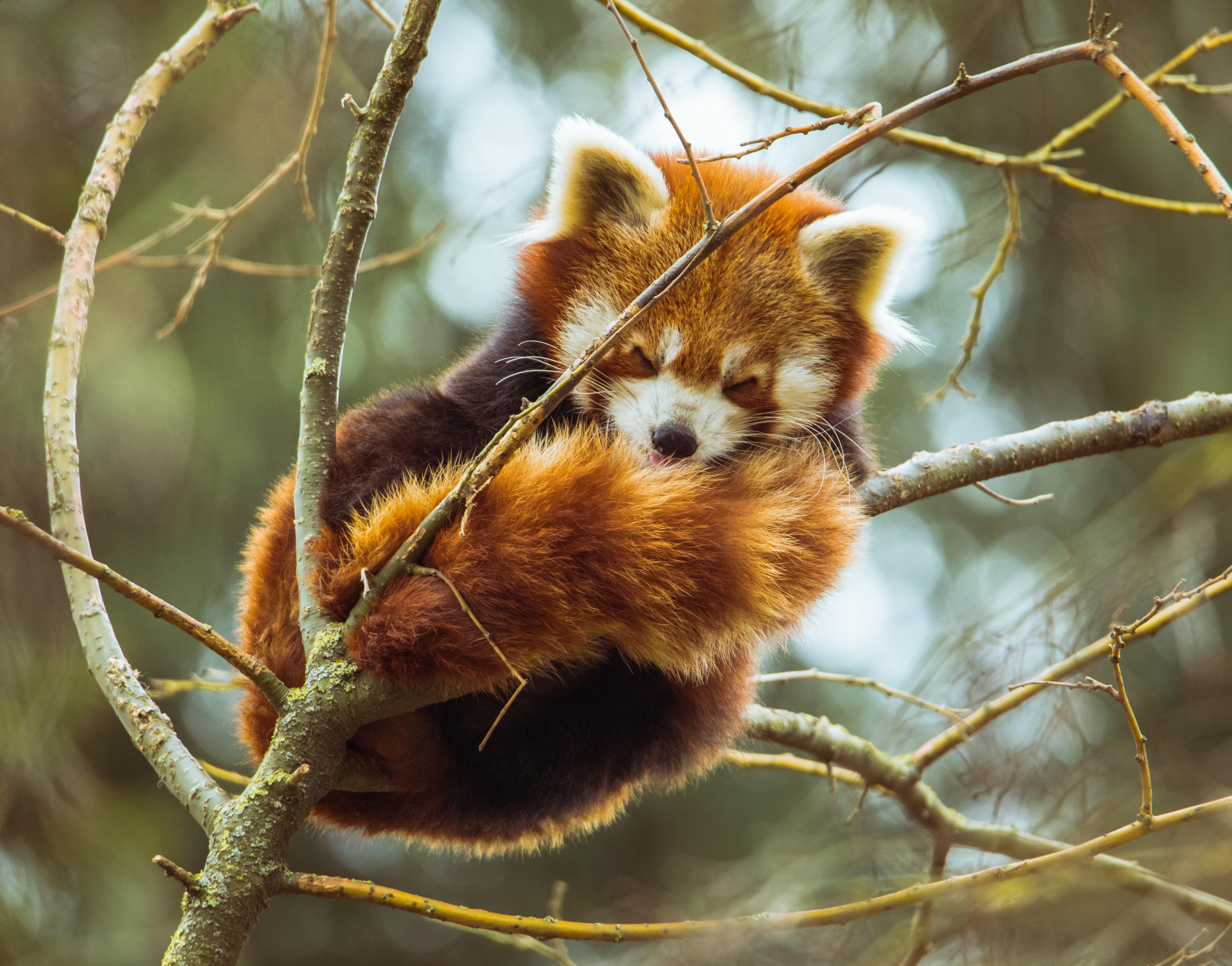 5014x3932 Best Panda Photo · 100% Free Downloads