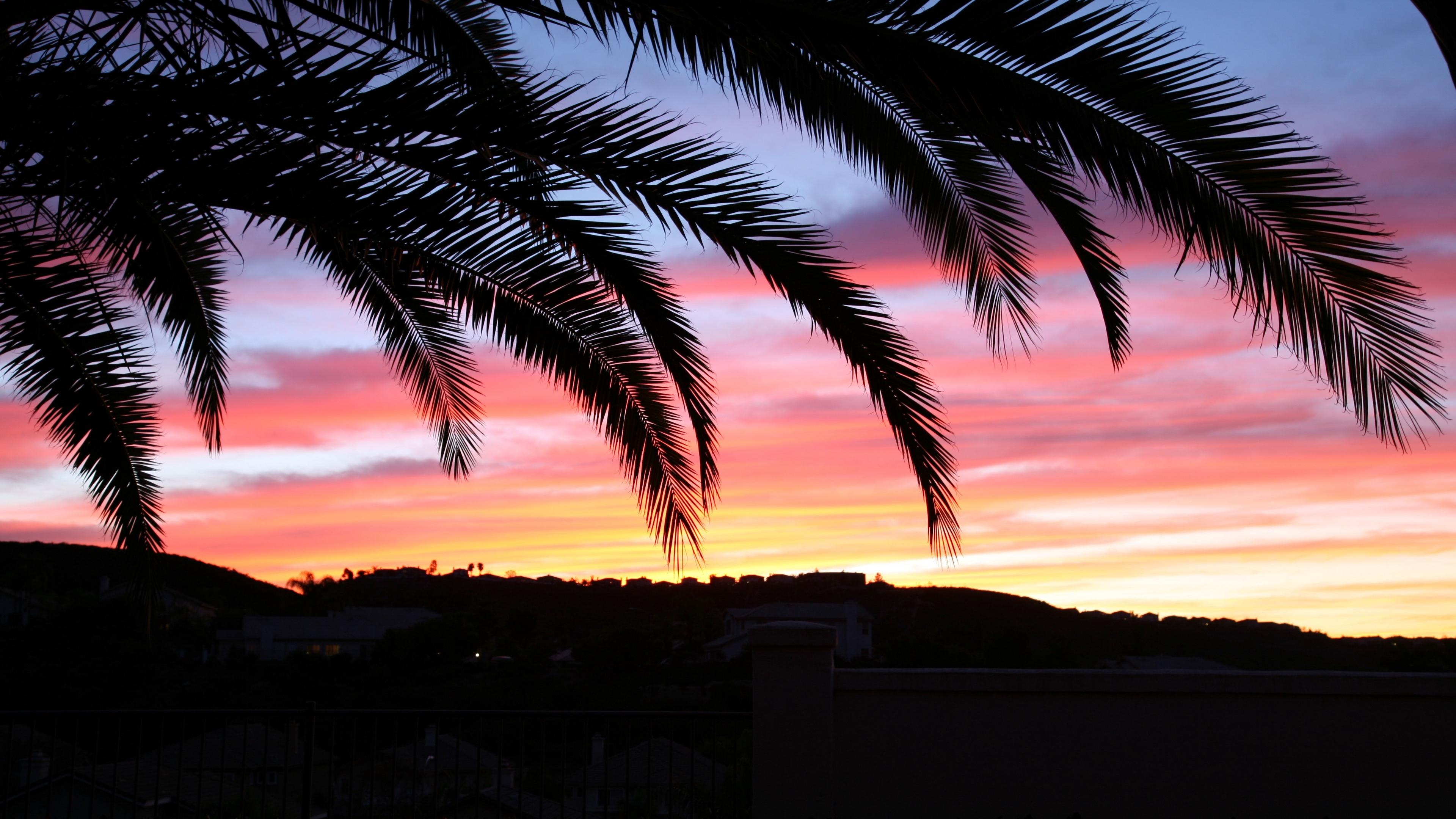 3840x2160 Download wallpaper 3840x2160 palm tree, sky, sunset 4k uhd 16:9 HD