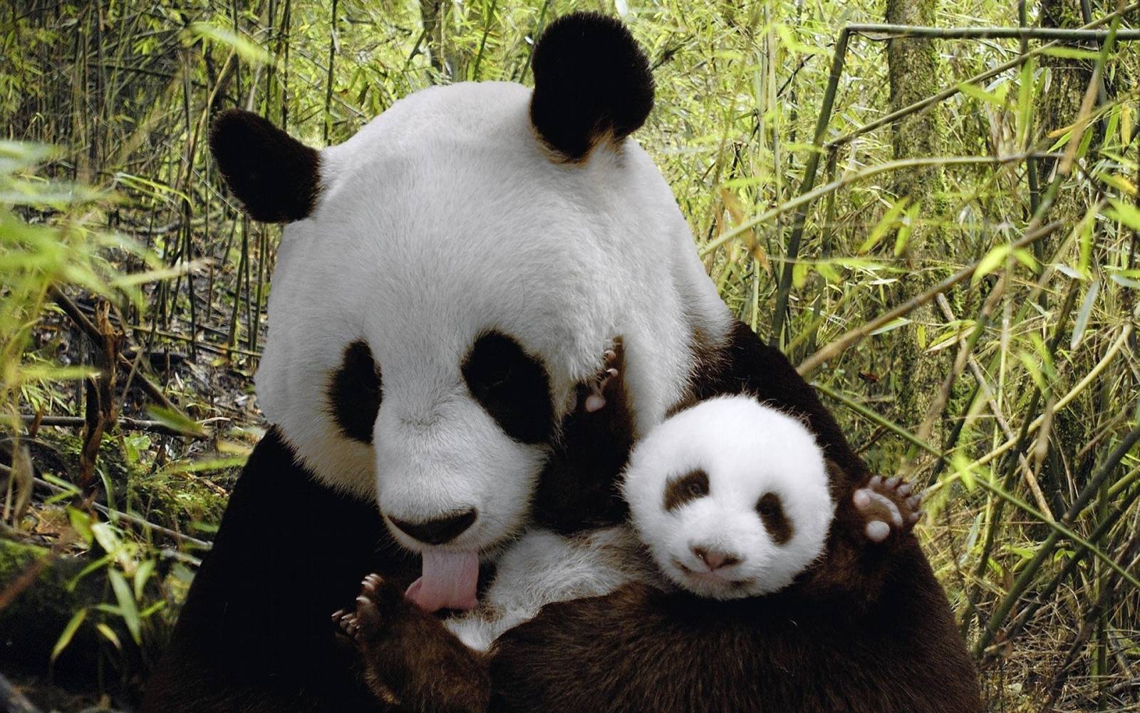 1600x1000 Cute Baby Panda Desktop Wallpaper. Best HD Background & Photo