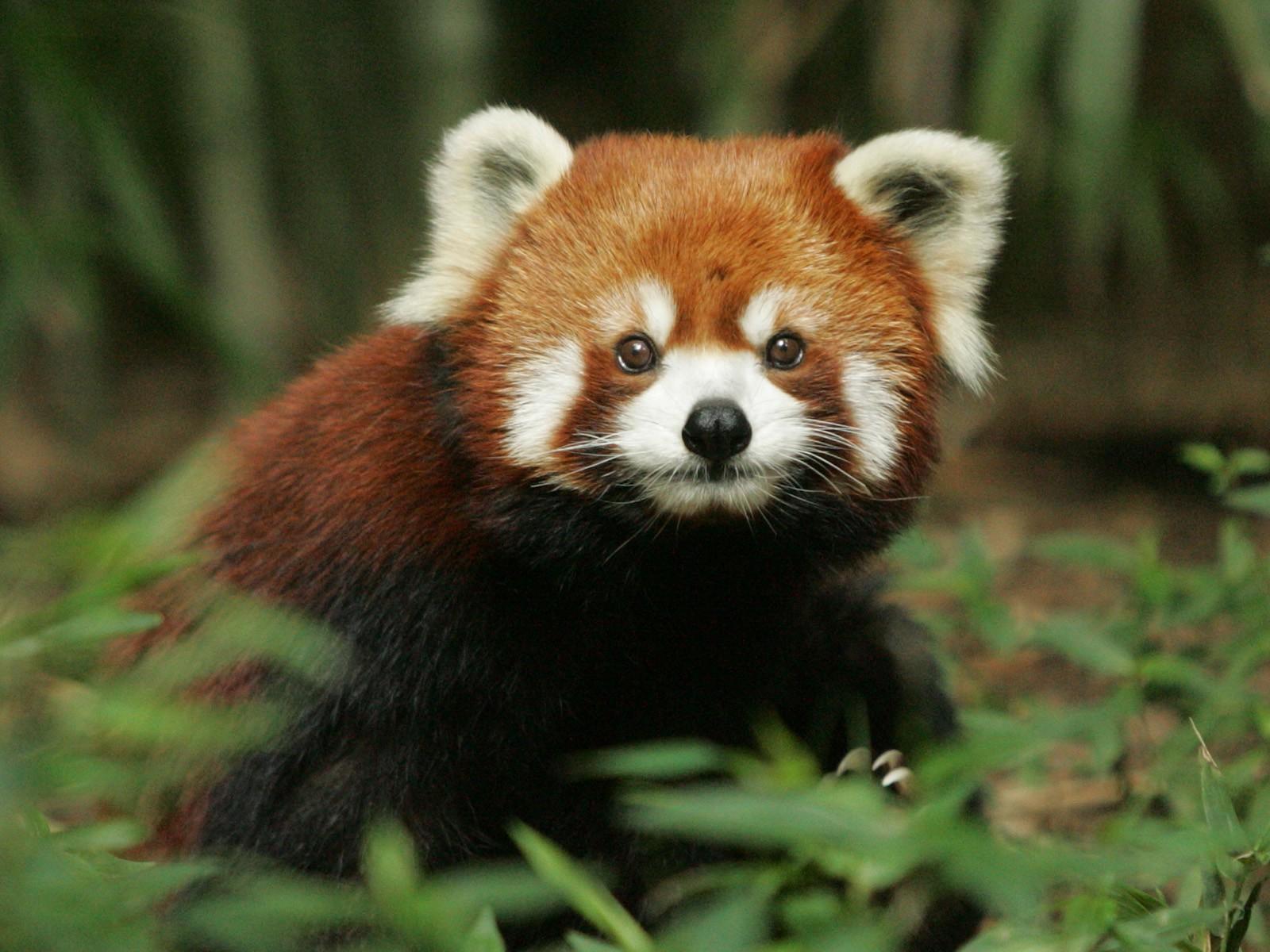 1600x1200 red Panda, Nature Wallpaper HD / Desktop and Mobile Background
