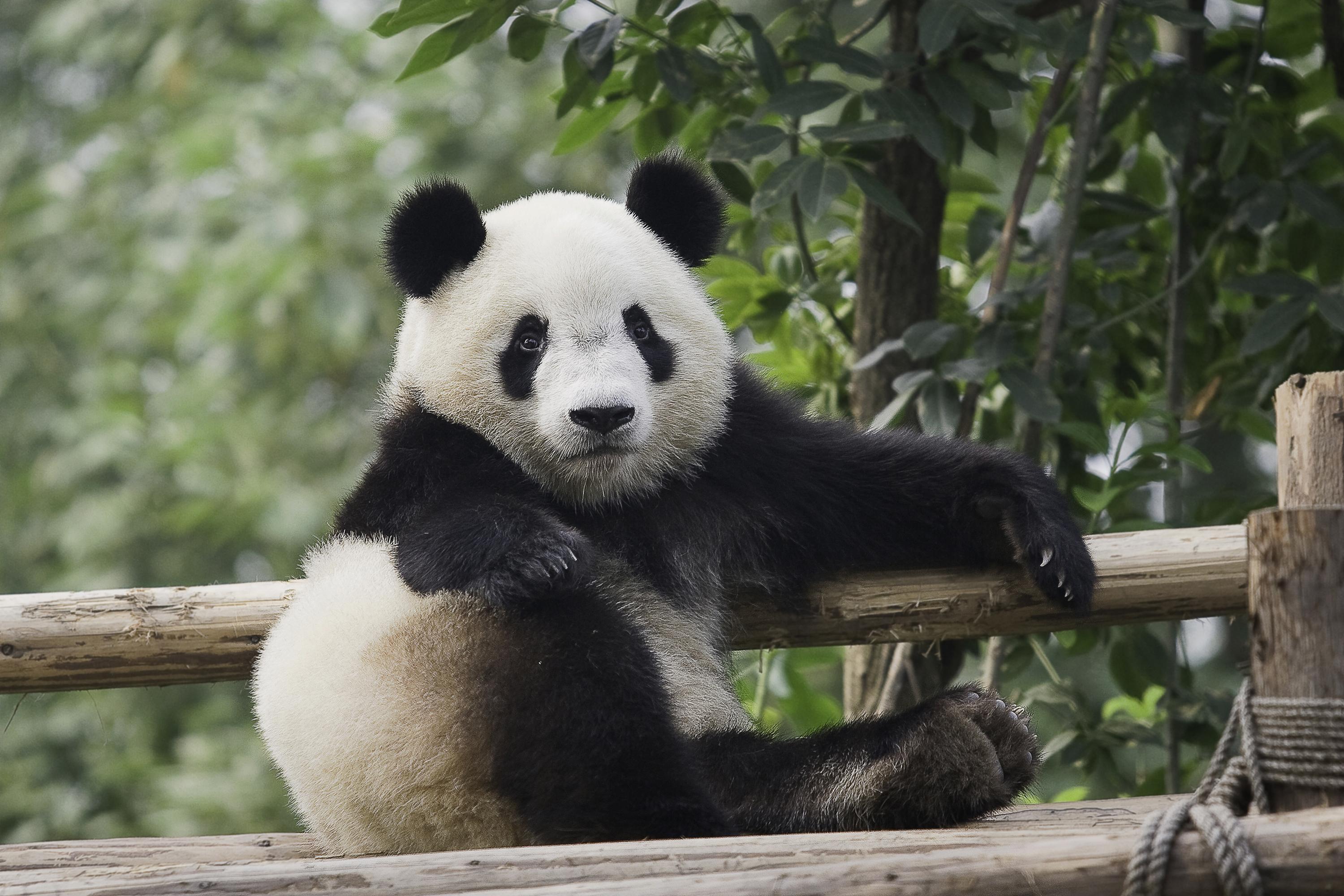 3000x2000 A small beautiful panda resting Desktop wallpaper 1366x768