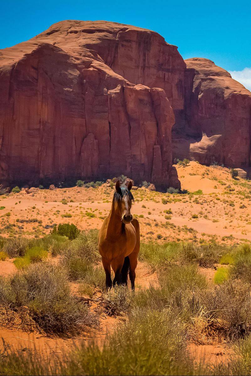 800x1200 Download Country Western Horse Rocks Wallpaper