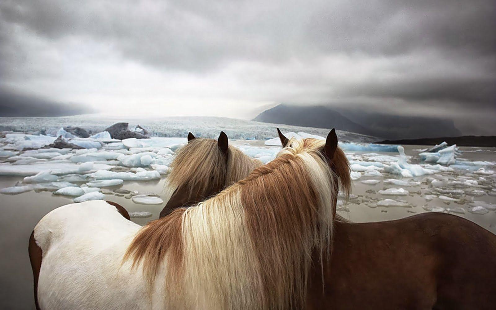 1600x1000 Horse Wallpaper HD 5. Horse Wallpaper HD. Horses, Animals Và