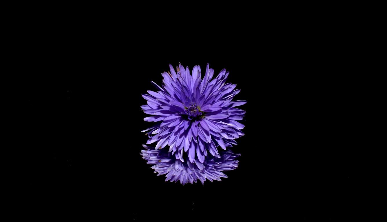 1336x768 Blossom Purple Flower Black Background Reflection Laptop HD HD 4k Wallpaper, Image, Background, Photo and Picture