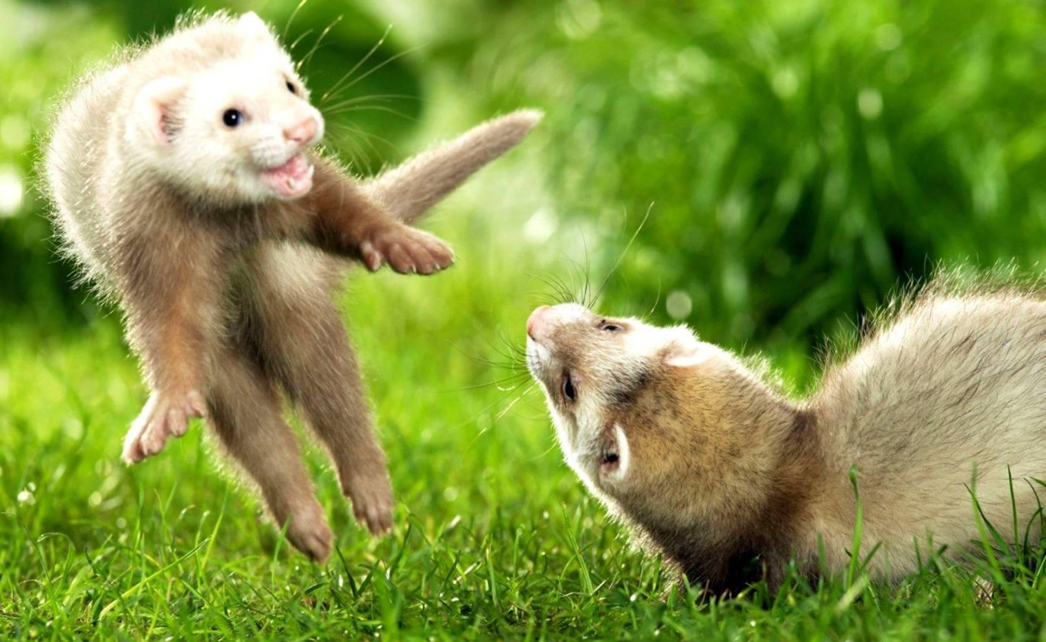 1512x929 Free Ferret Wallpaper Downloads, Ferret Wallpaper for FREE