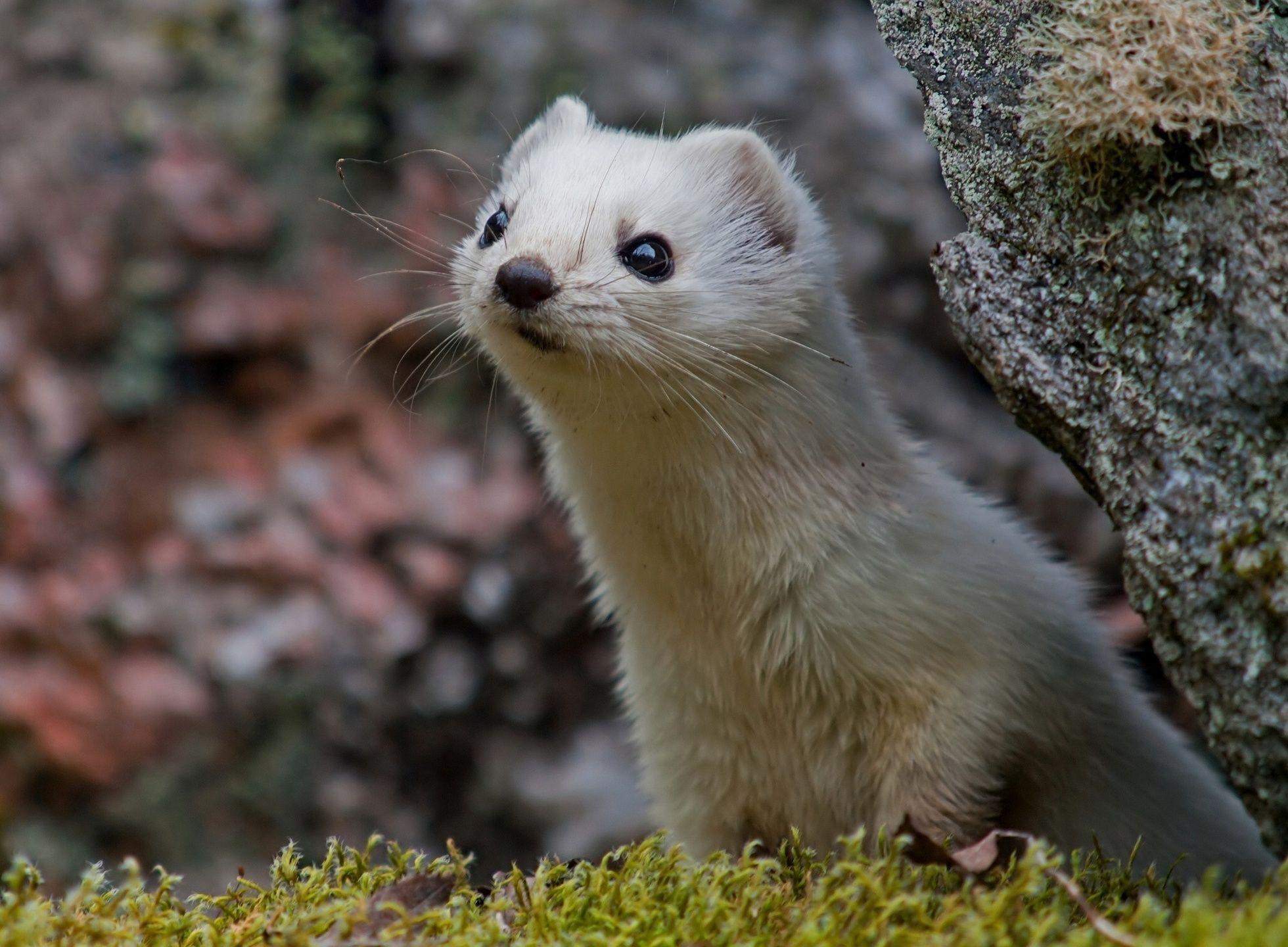 1960x1440 Ferret HD Wallpaper and Background