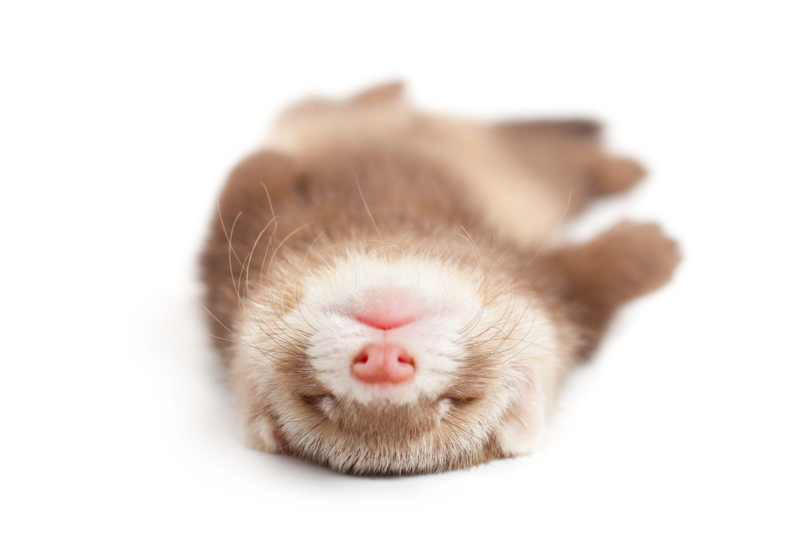 Kawaii Ferret Wallpapers - Top Free Kawaii Ferret Backgrounds ...