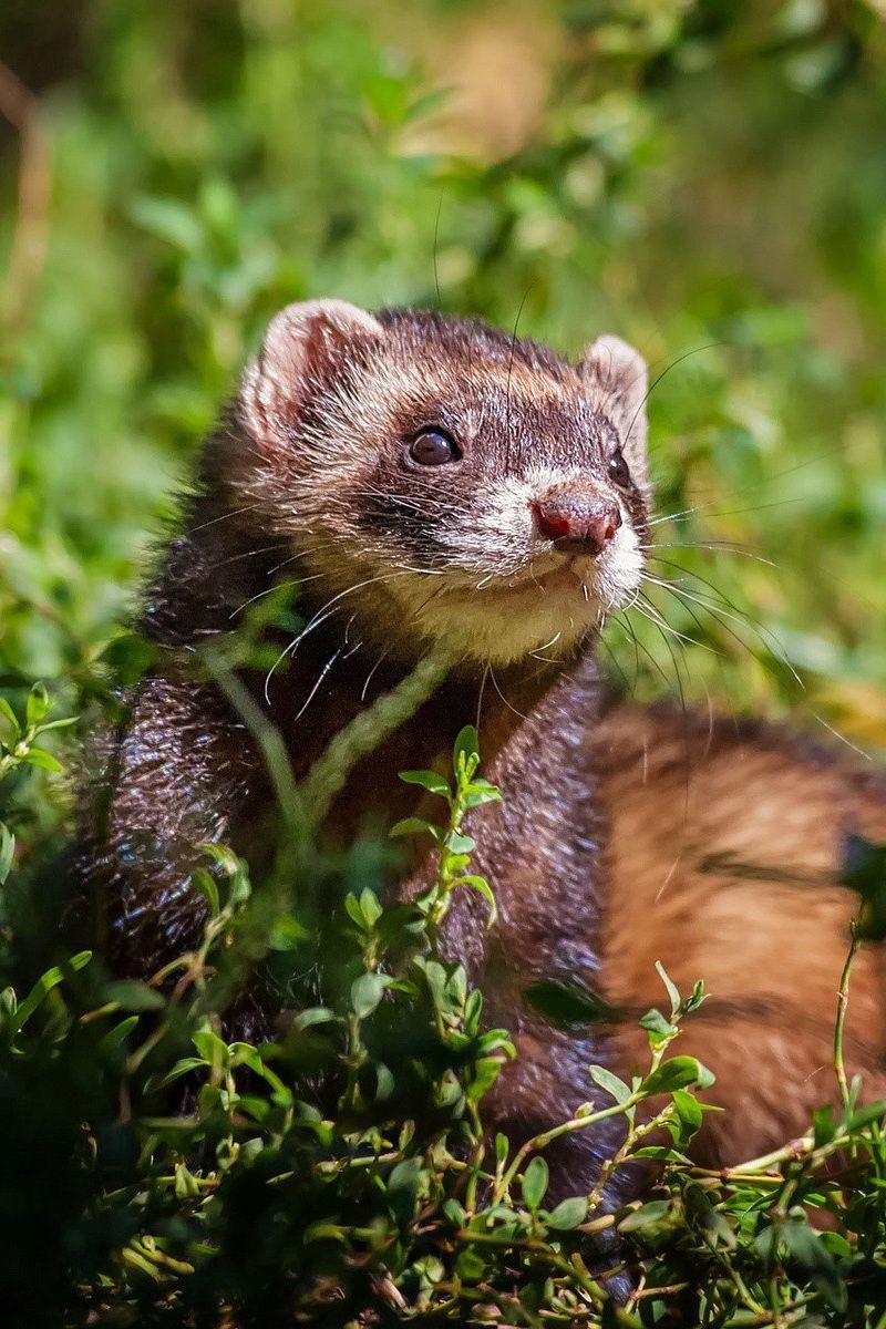 800x1200 Ferret Phone Wallpaper