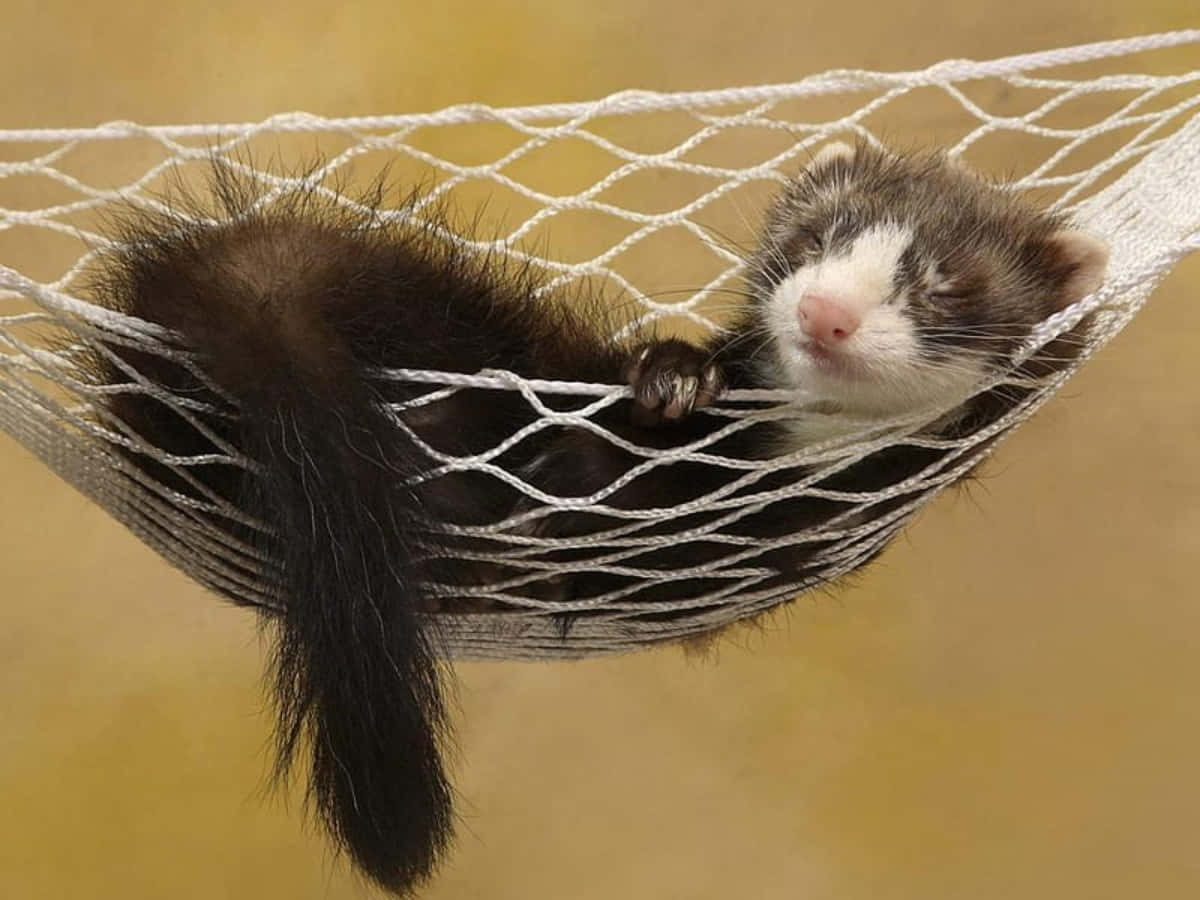 1200x900 Download Cute Ferret Picture