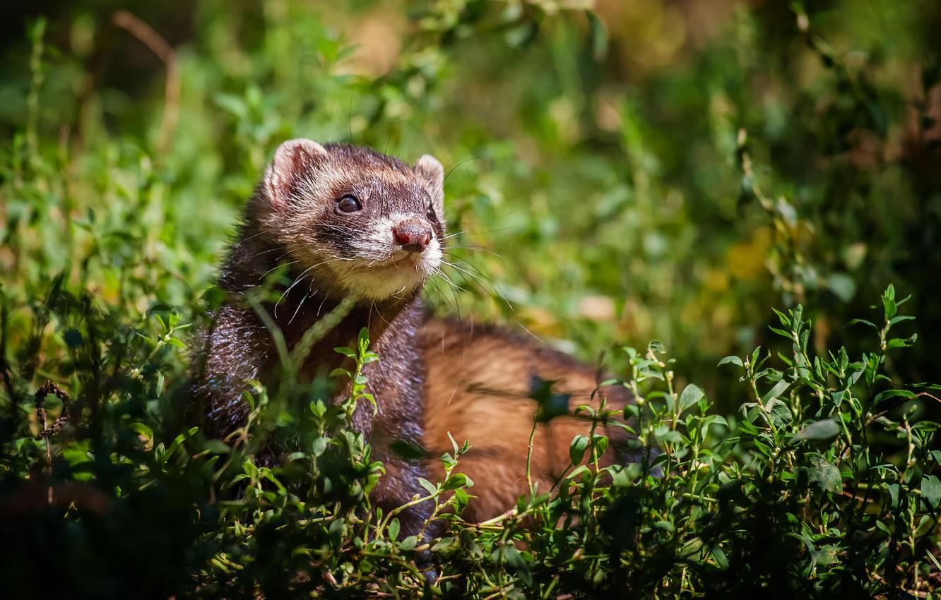1332x850 Wallpaper grass, Freda, ferret image for desktop, section животные