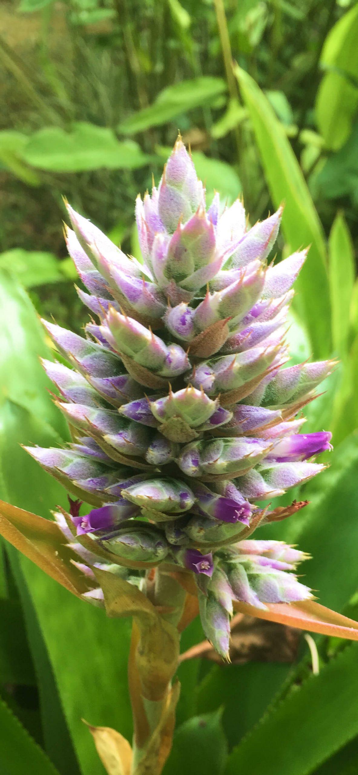 Flower Tablet Wallpapers Top Free Flower Tablet Backgrounds WallpaperAccess