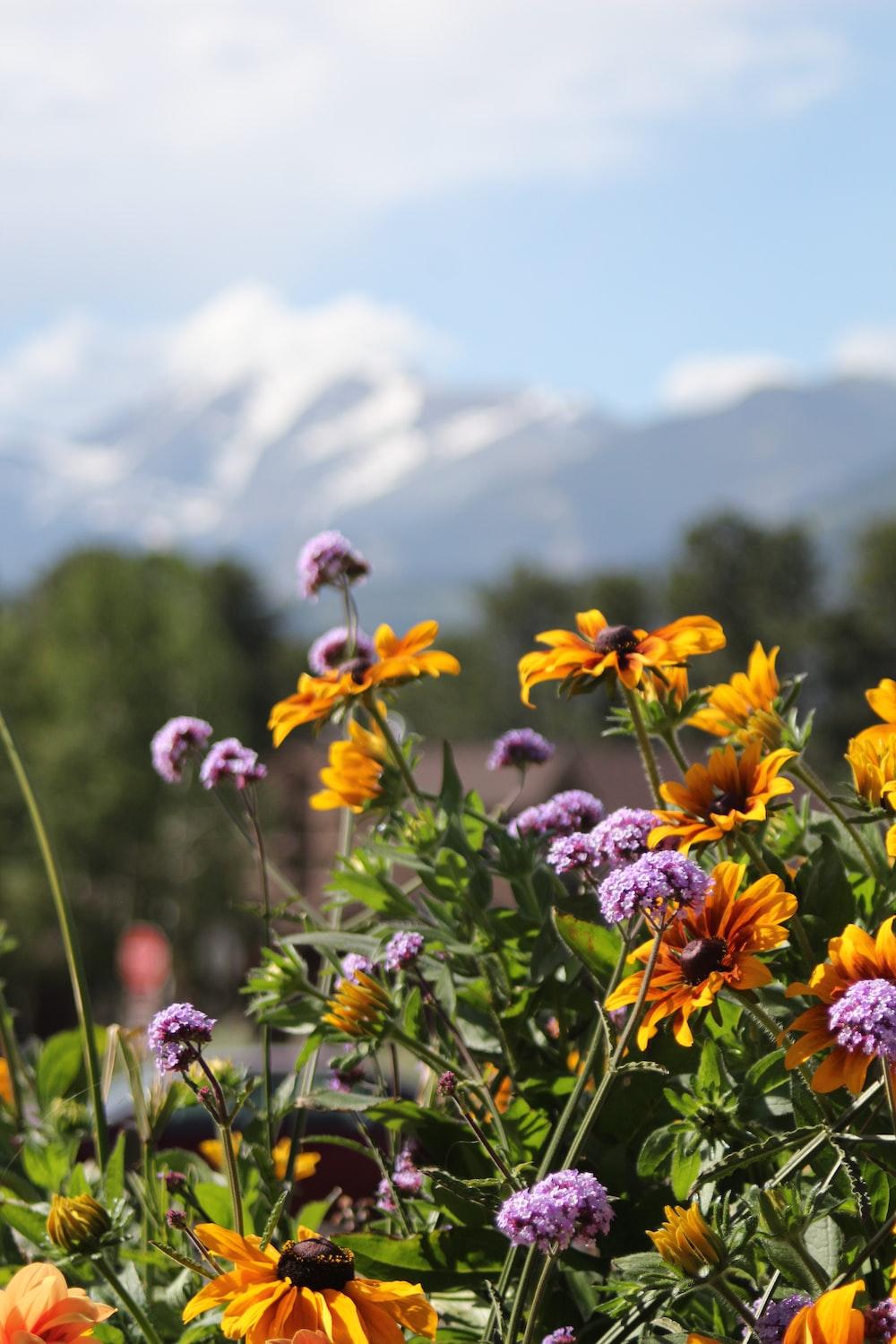1000x1500 Summer Flowers Picture. Download Free Image