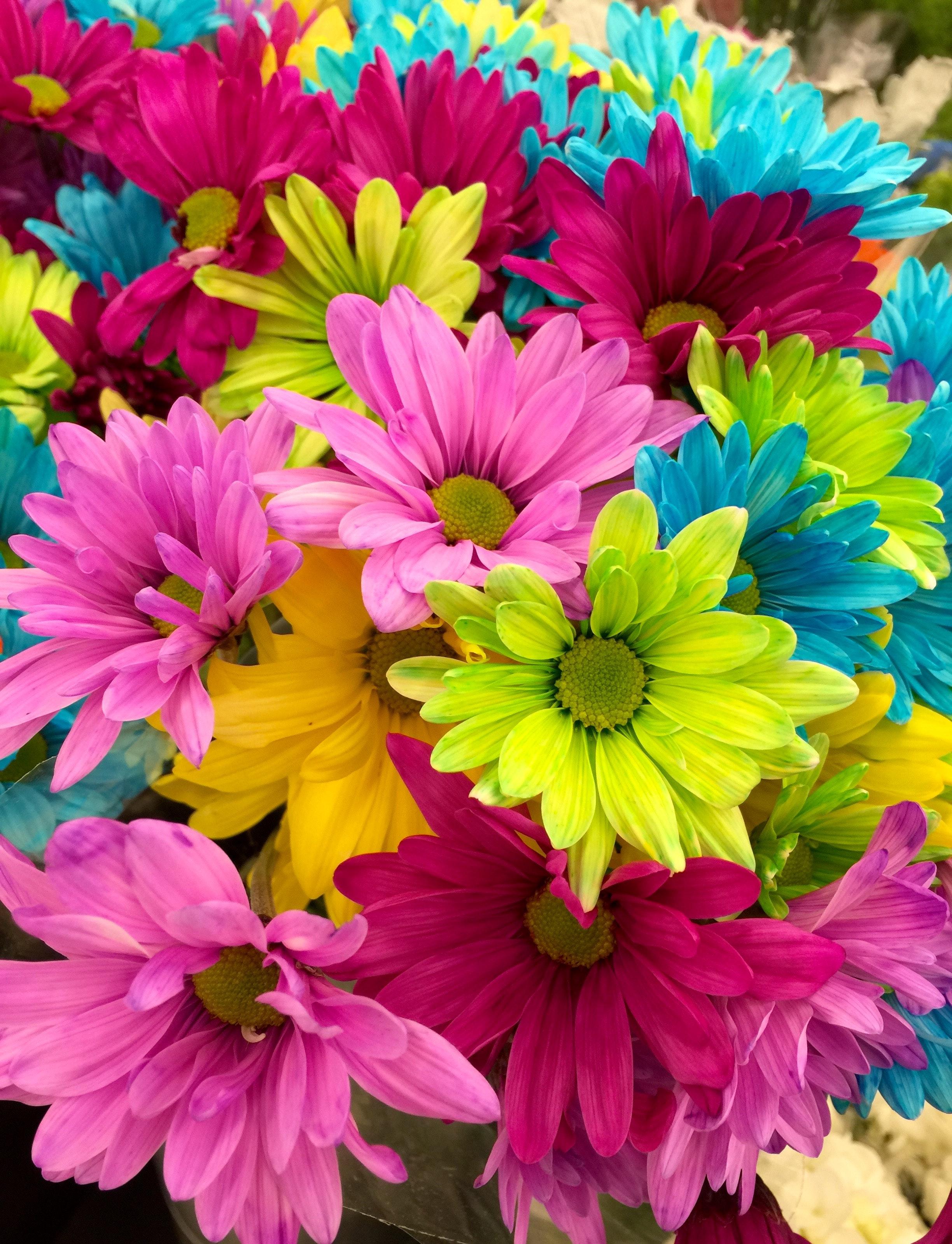 2448x3196 Colorful Flowers Photo, Download The BEST Free Colorful Flowers & HD Image