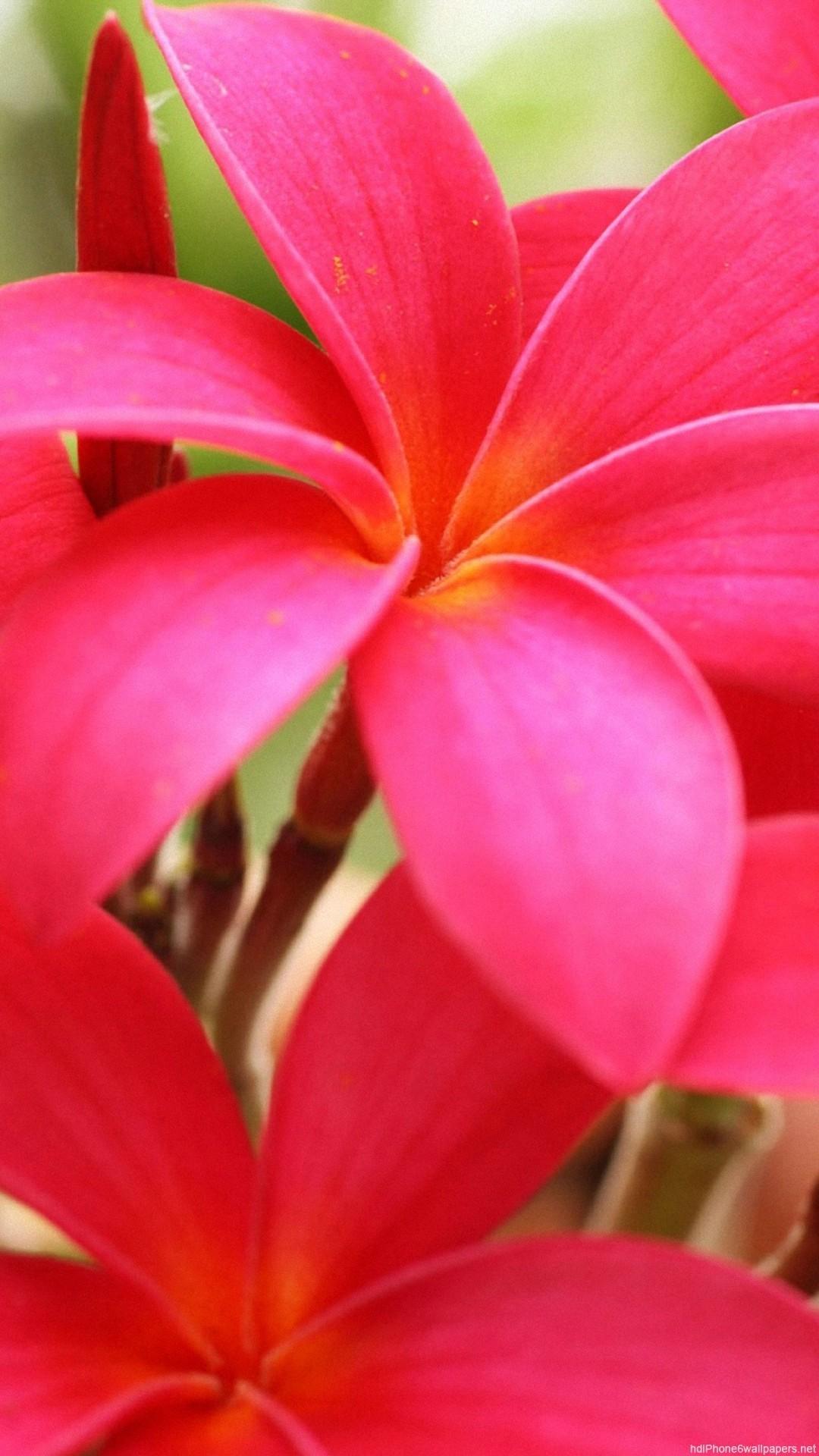 1080x1920 Bright Flower Wallpaper