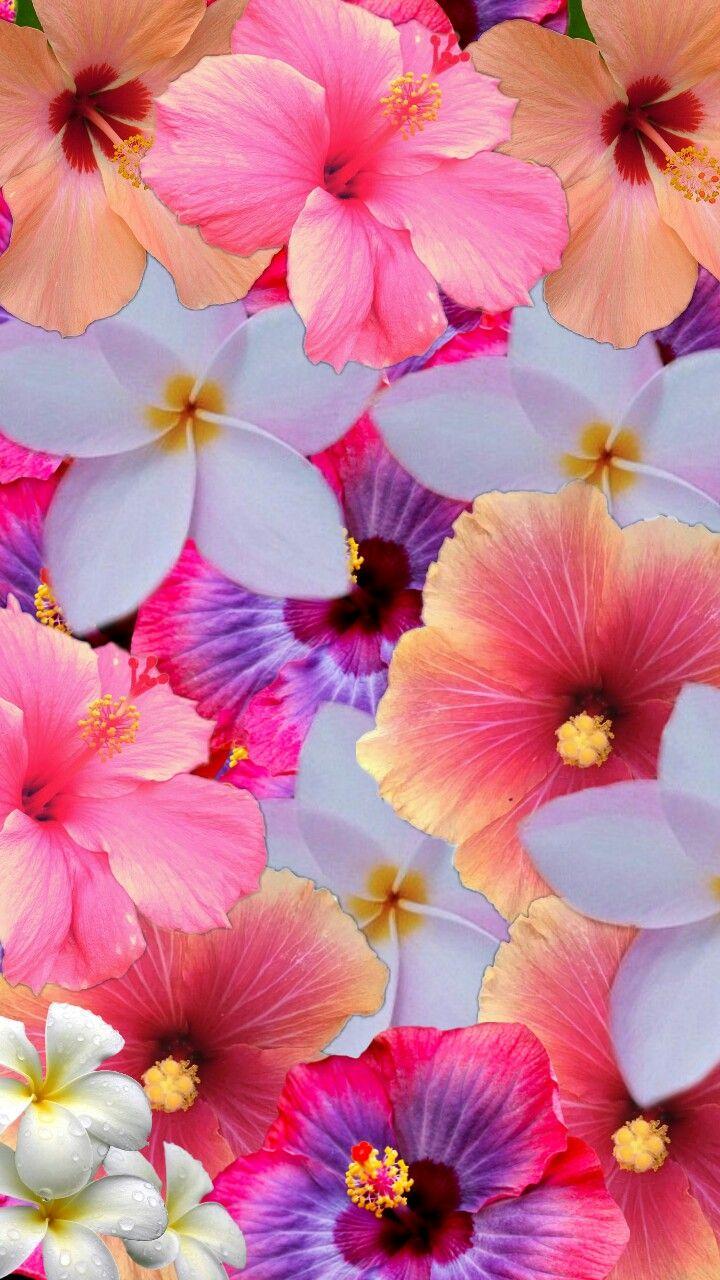 720x1280 flowers #flower #rose #plants #flowerstagram #botanical #beautiful #photography #wallpaper #pretty #pink. Flor iphone wallpaper, Arte flor, Belas fotos de flores