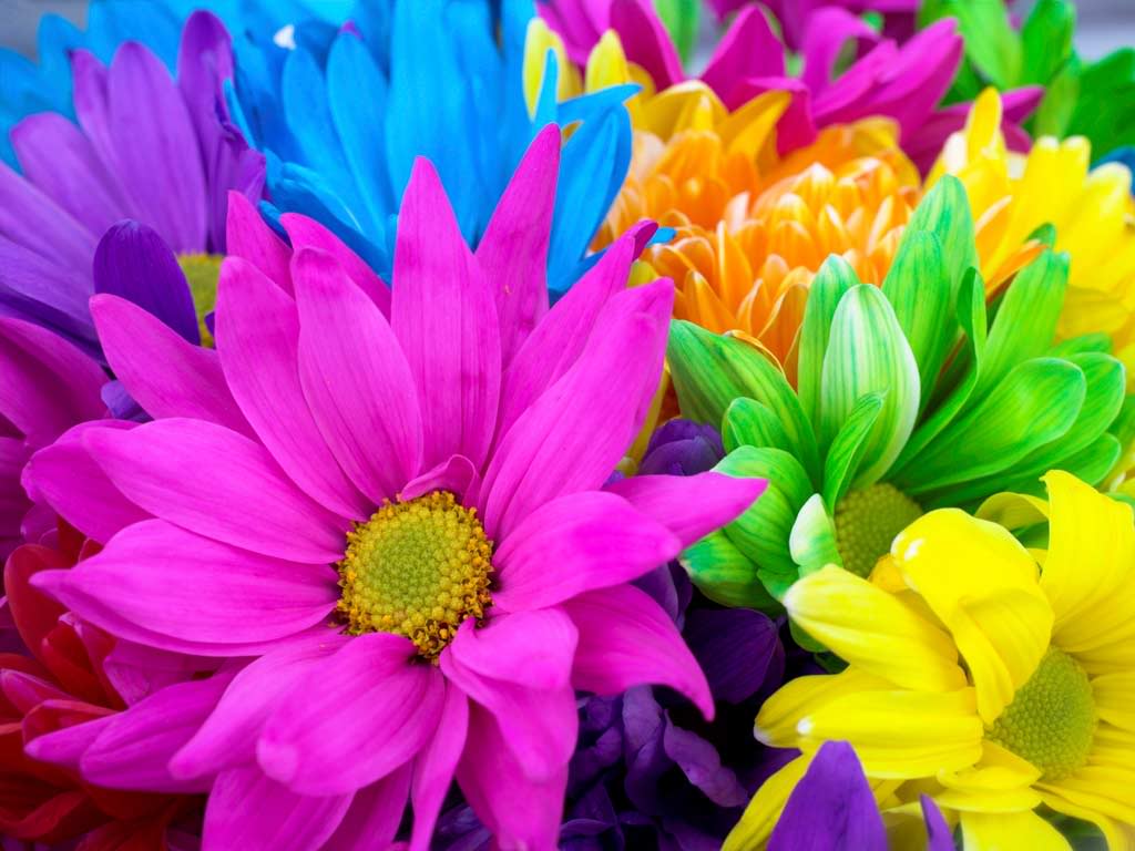 1024x768 Bright Flowers Wallpaper