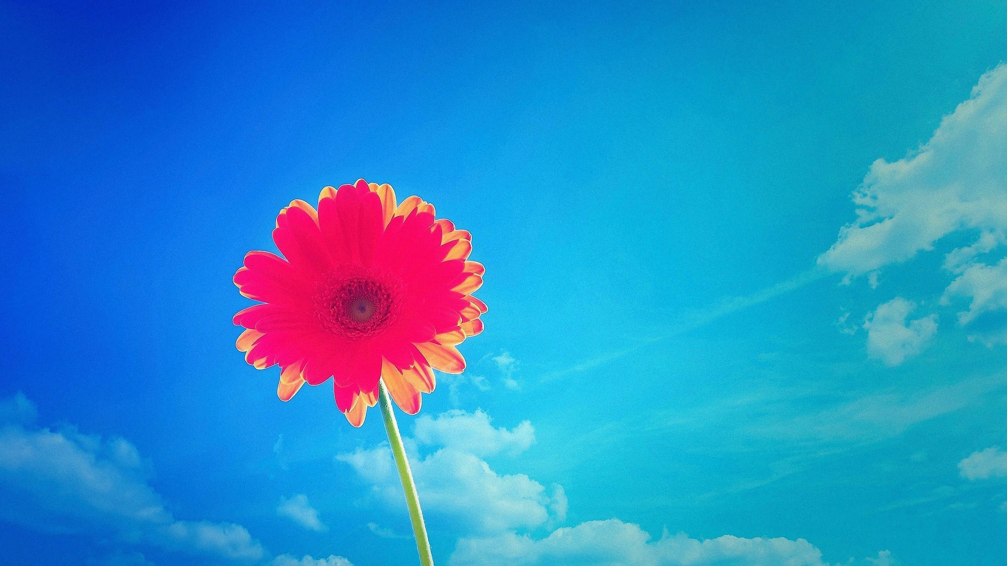3200x1800 sunlight, flowers, sky, plants, field, blue, cloud, flower, plant, petal, computer wallpaper, land plant, flowering plant, macro photography, meteorological phenomenon, daisy family Gallery HD Wallpaper