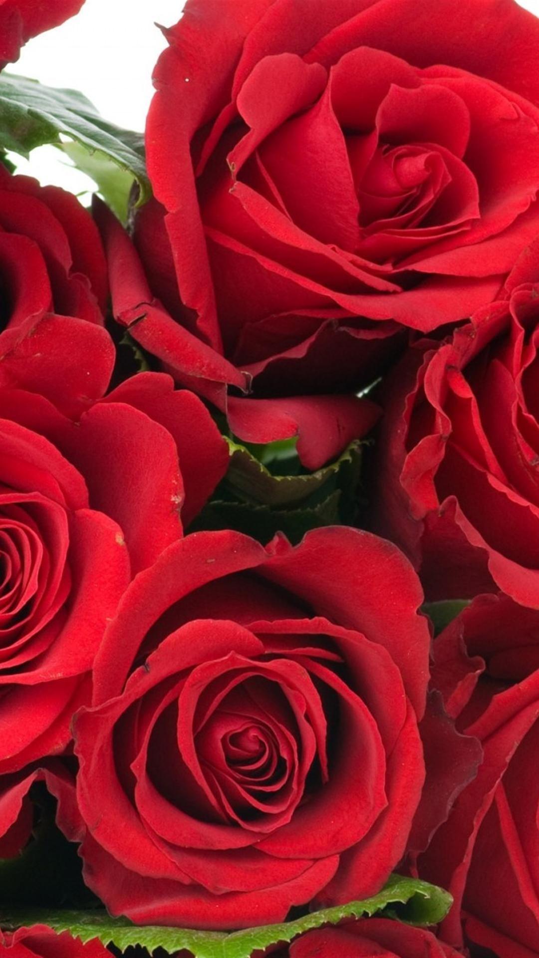 1080x1920 roses flowers bouquet bright red beauty iphone 6 plus wallpaper