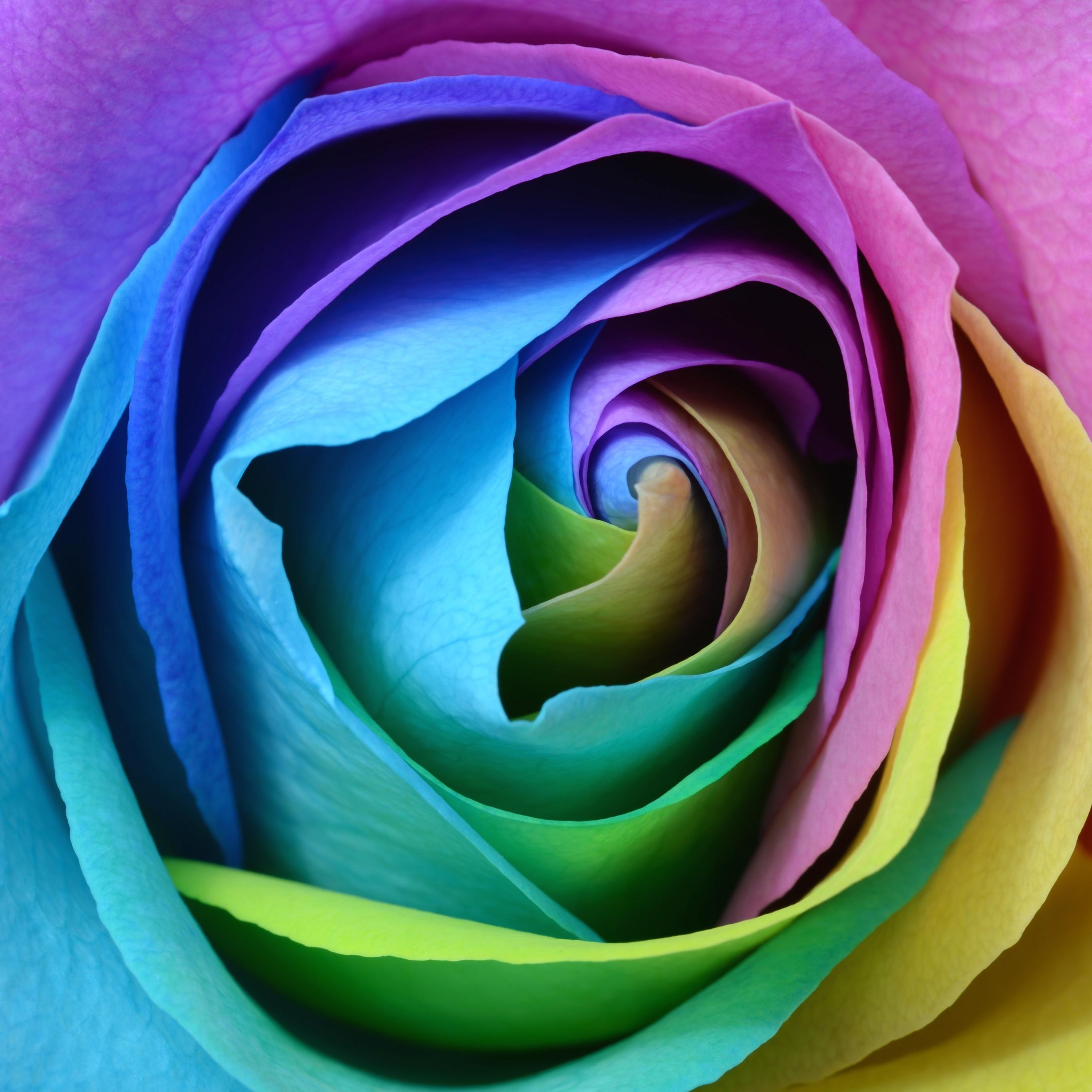 2732x2732 Rose flower Wallpaper 4K, Colorful, Multicolor, Flowers