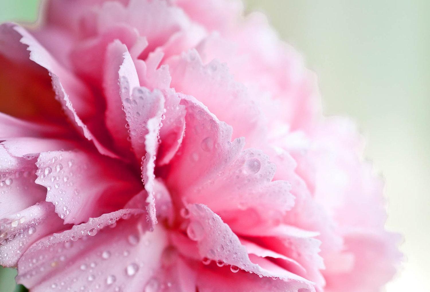 1500x1019 Girly Wallpaper For Desktop