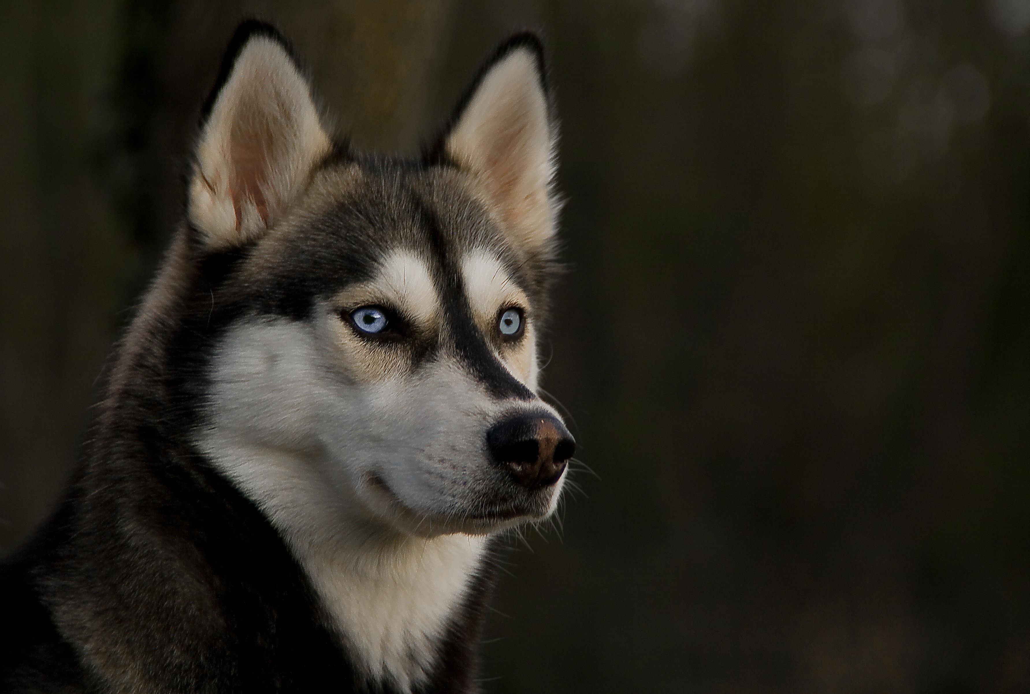 3566x2405 Siberian Husky HD Wallpaper and Background